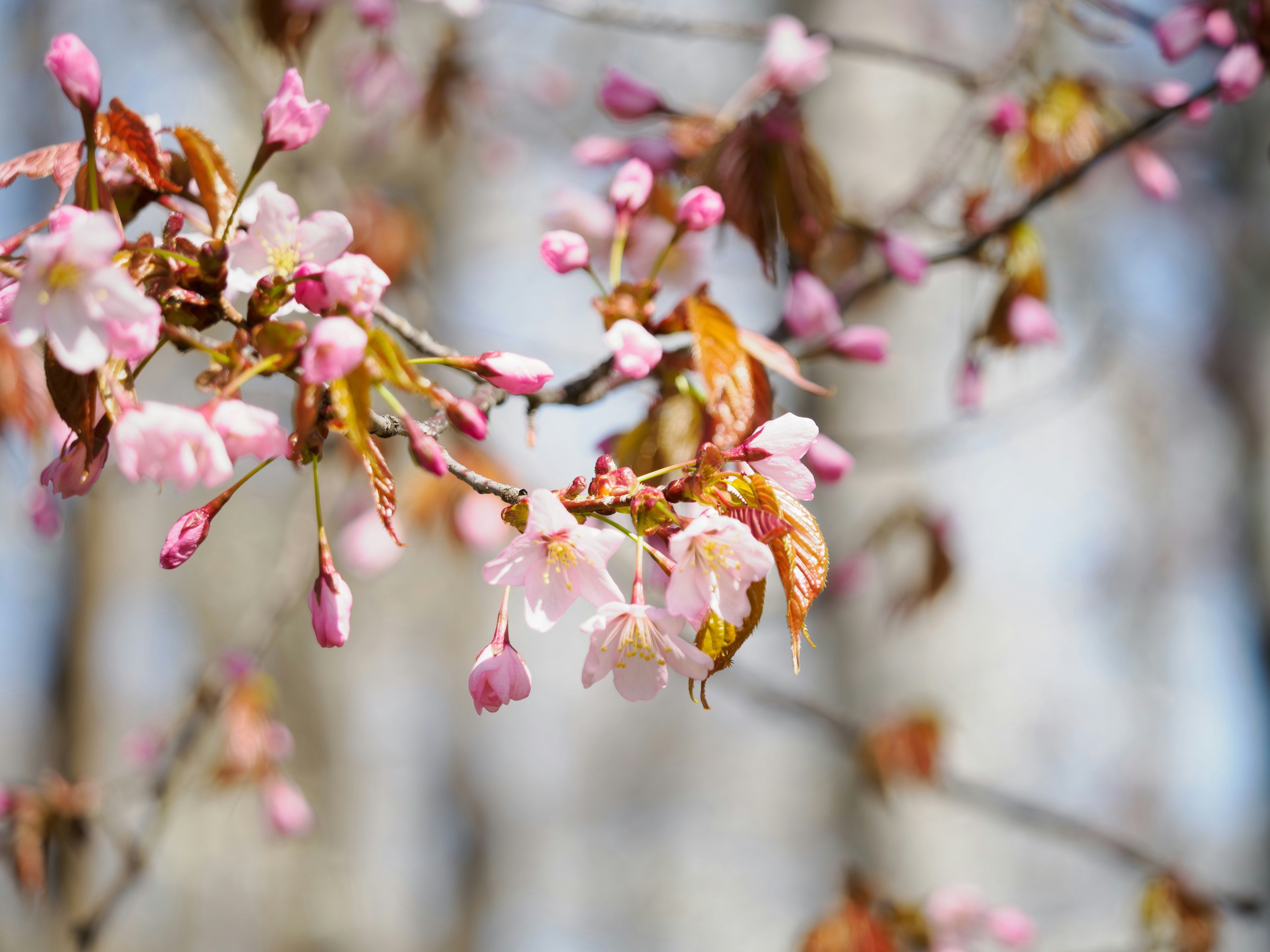 桜の花が枝先に咲く春のボケた背景