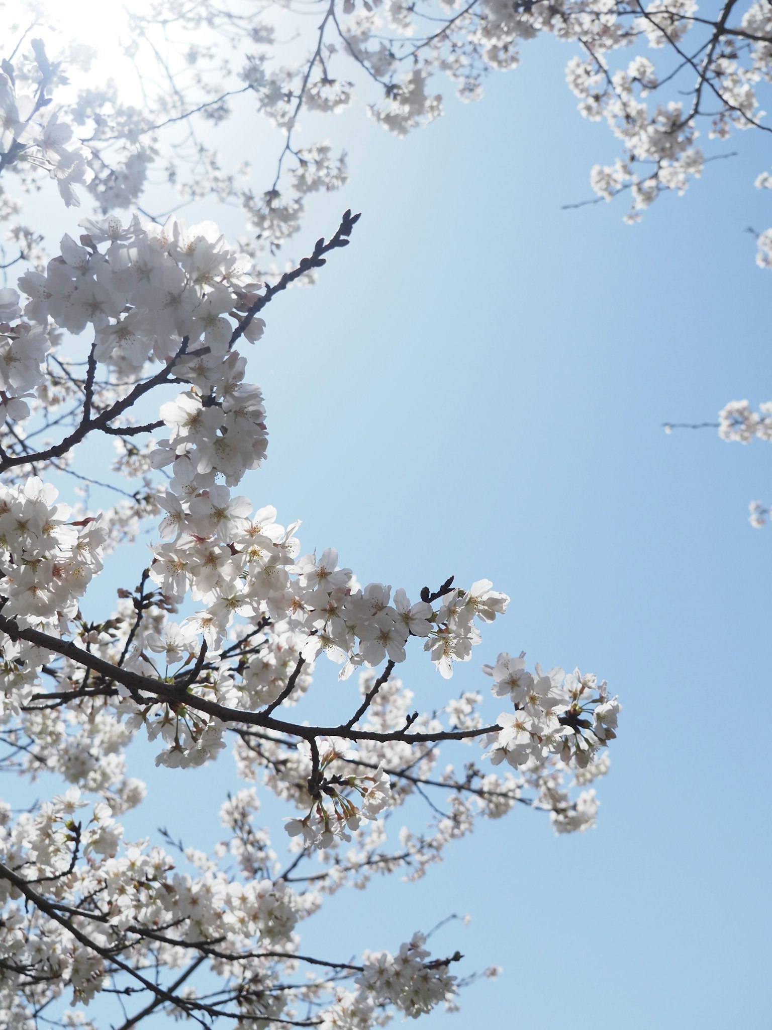 Flores de cerezo blancas y ramas contra un cielo azul