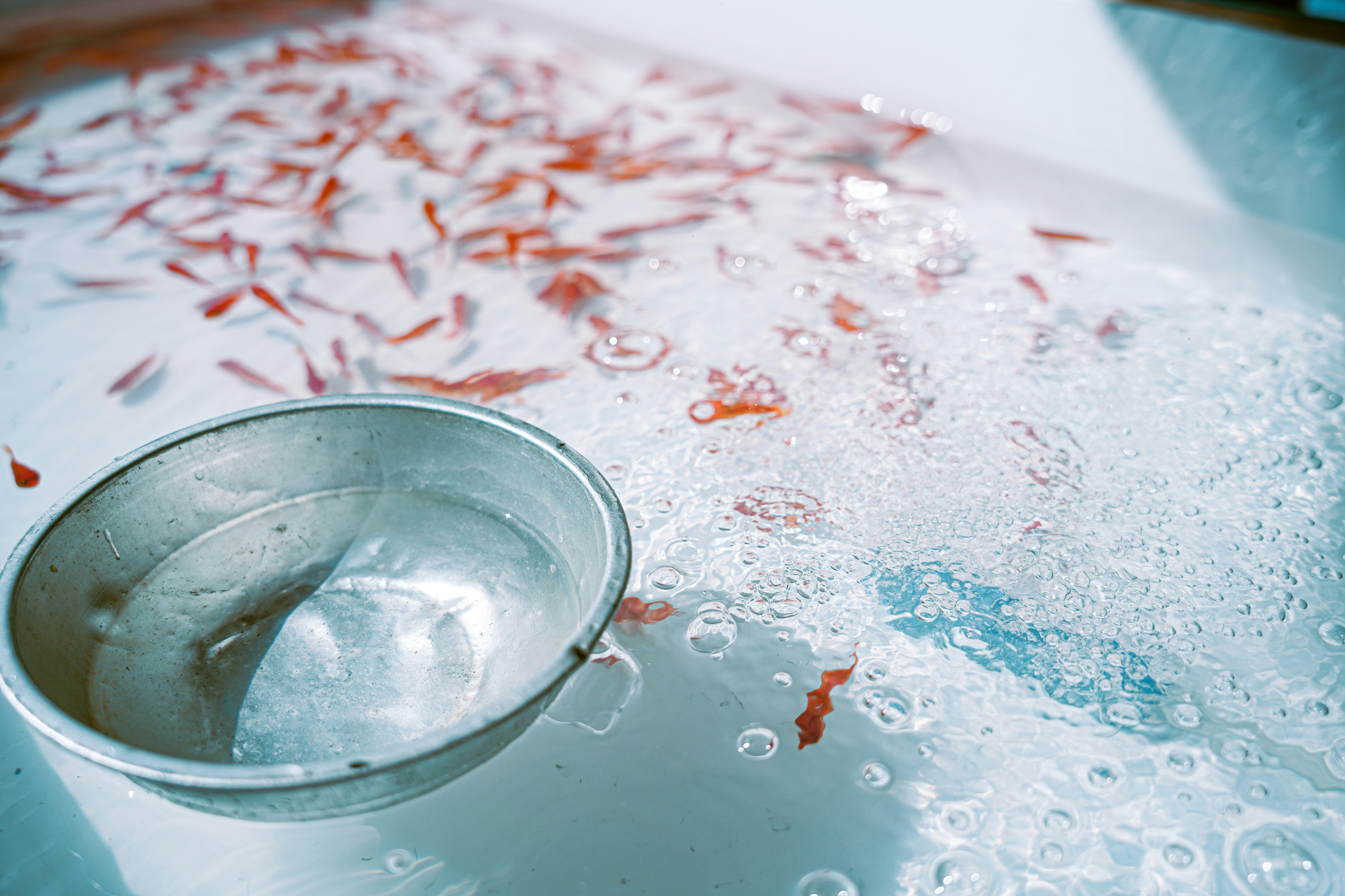 水中游動的金魚與魚缸碗
