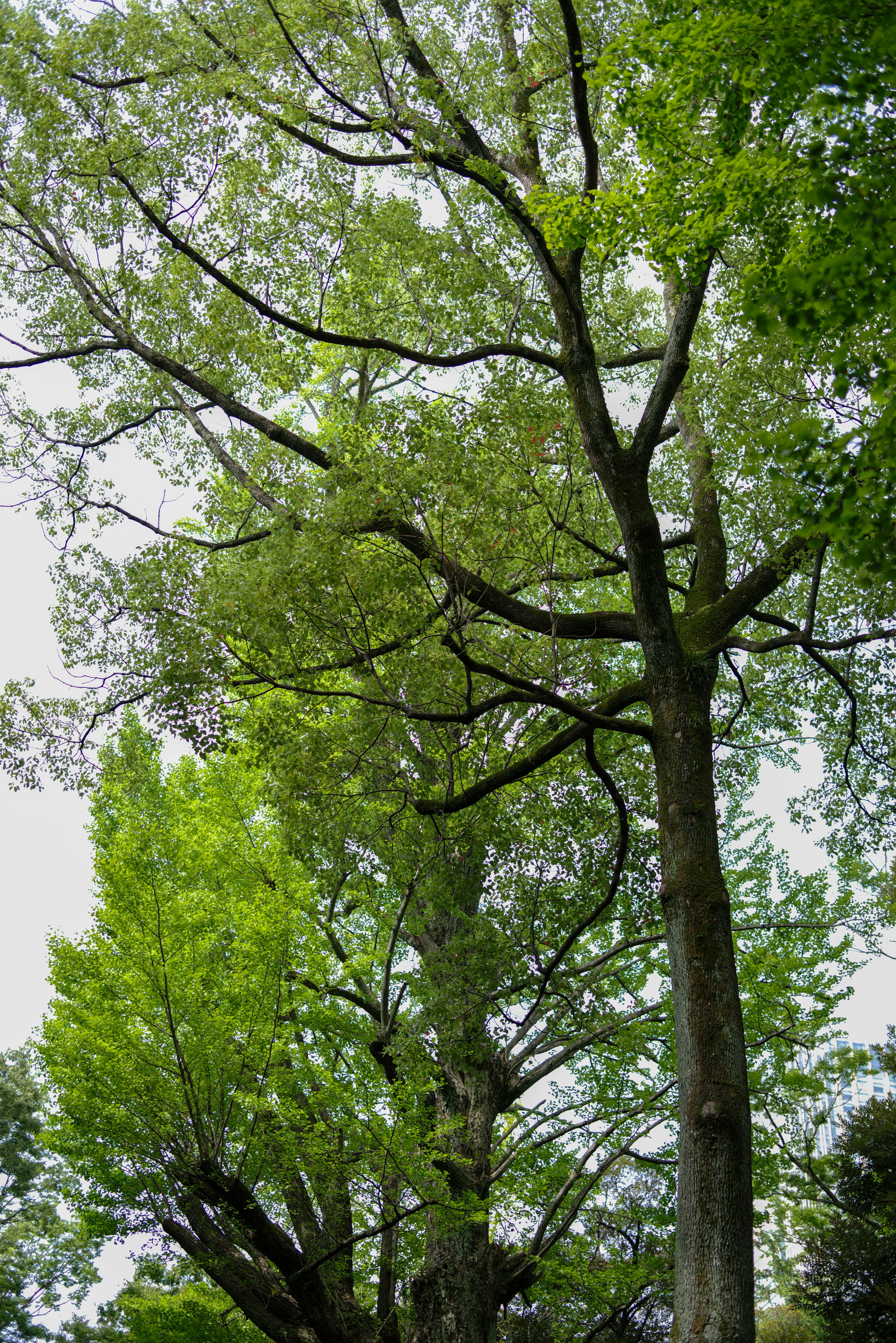 緑の木々が空に向かって広がる並木の上部