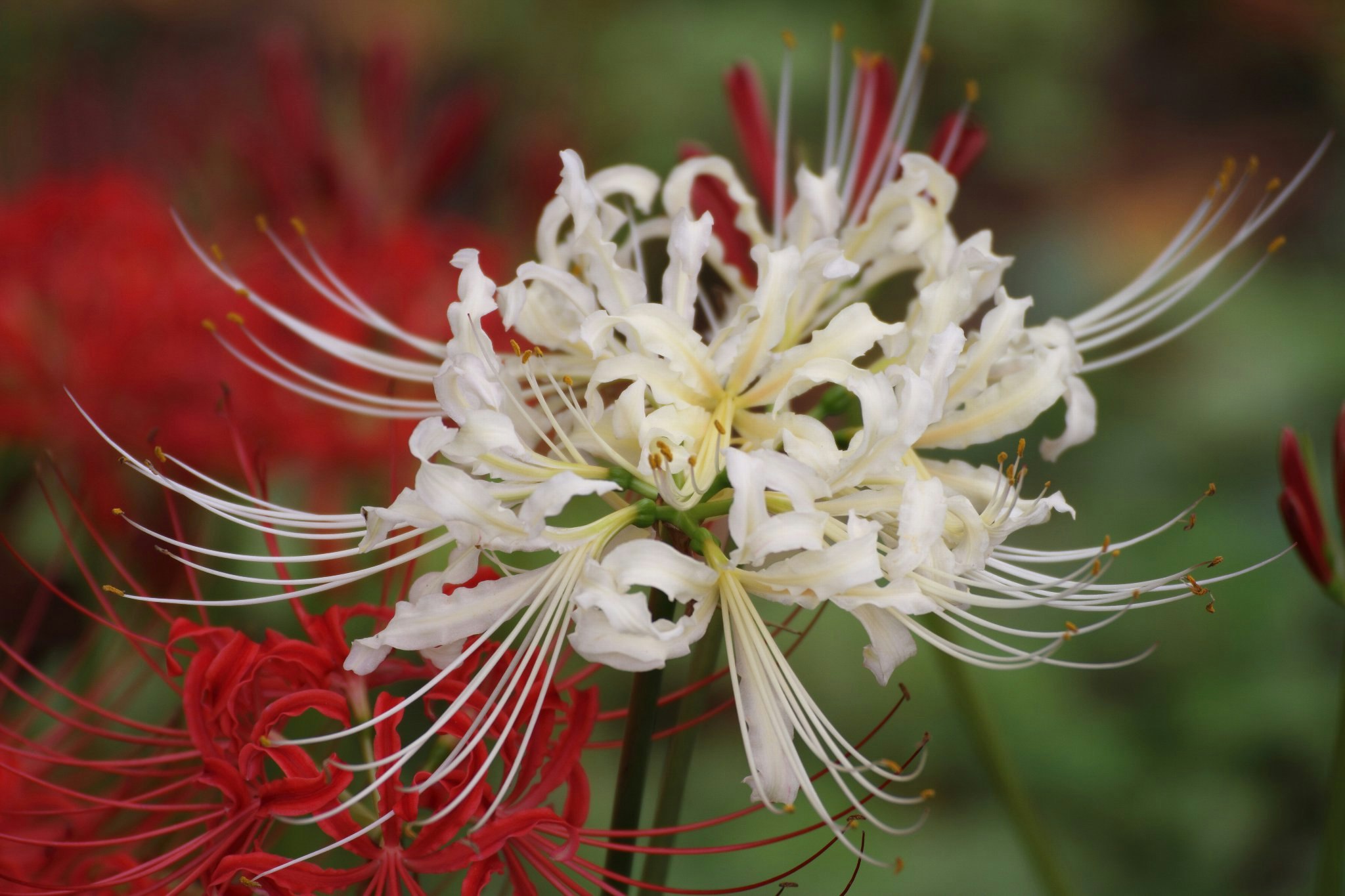 白い彼岸花と紅白の曼珠沙華の花束のような群生