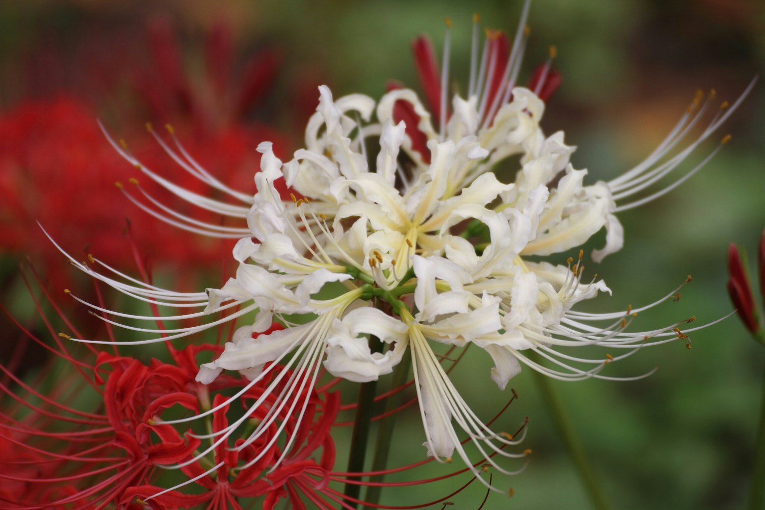 Schöne Szene mit einer weißen Blume und roten Blumen im Hintergrund
