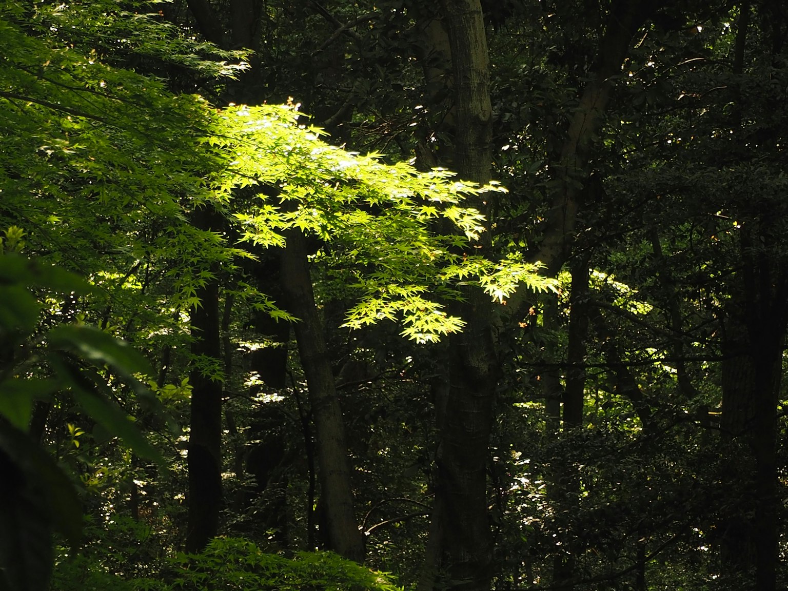 Bright green leaves glowing in a dark forest