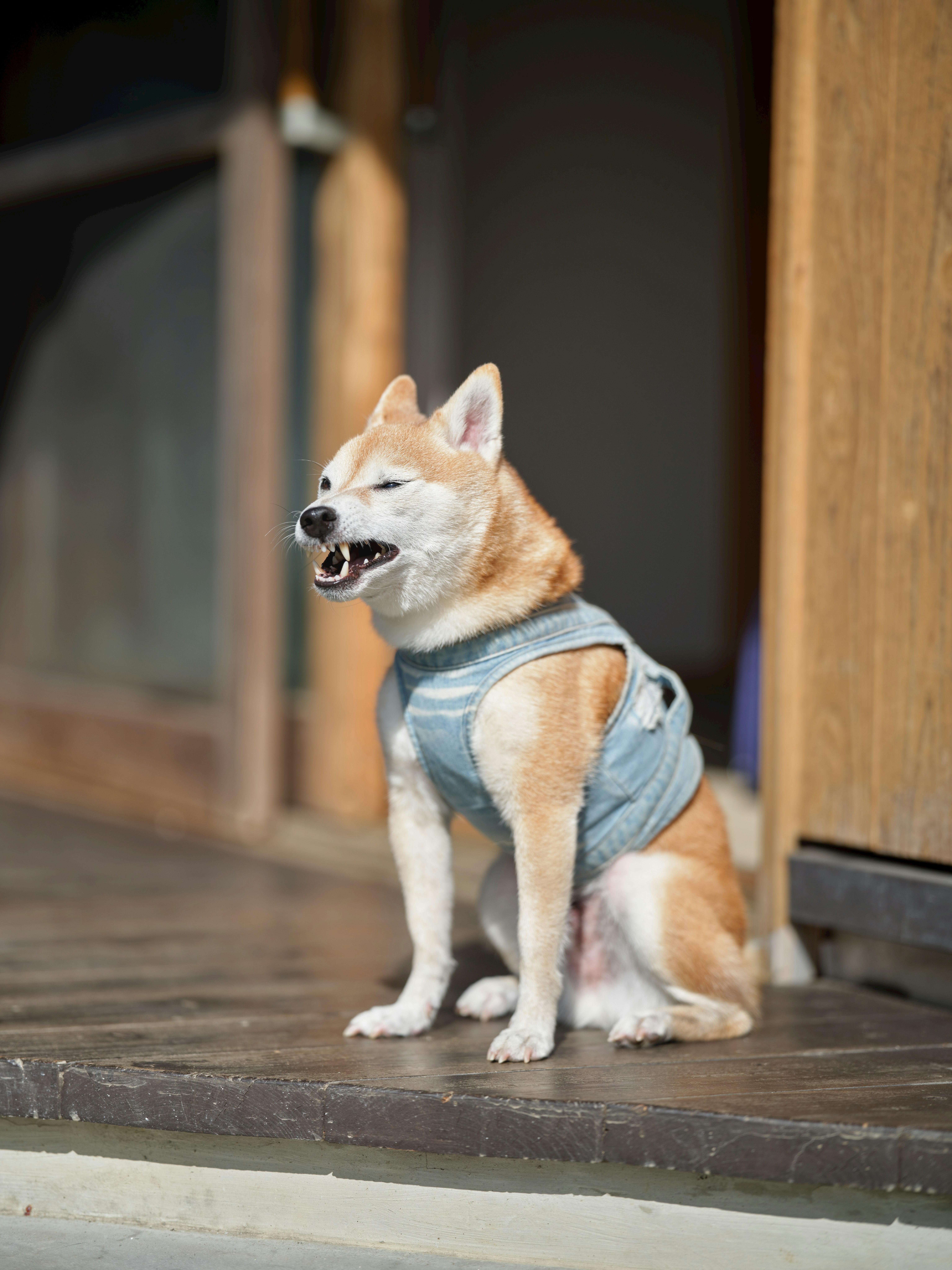 穿牛仔褲的柴犬坐在門口