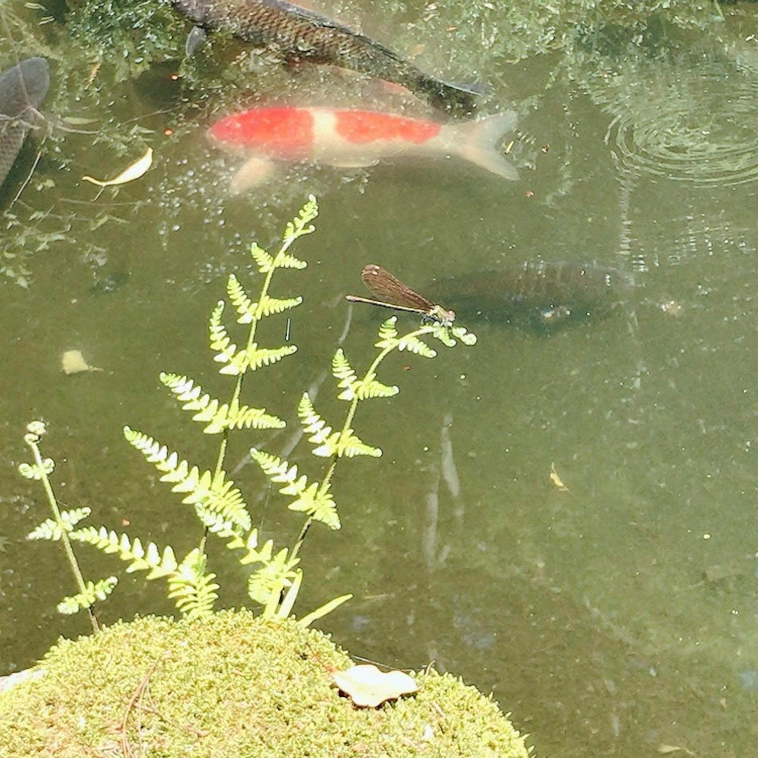 Colorful koi fish swimming in a pond with green ferns