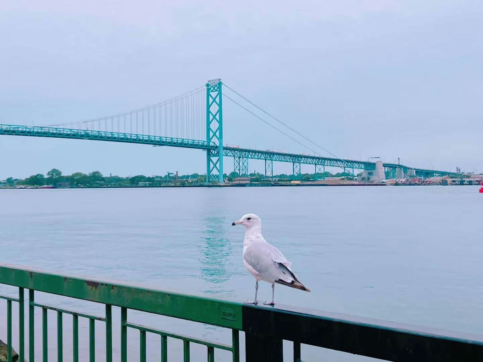 Eine weiße Möwe steht auf einem Geländer mit einer blauen Brücke im Hintergrund