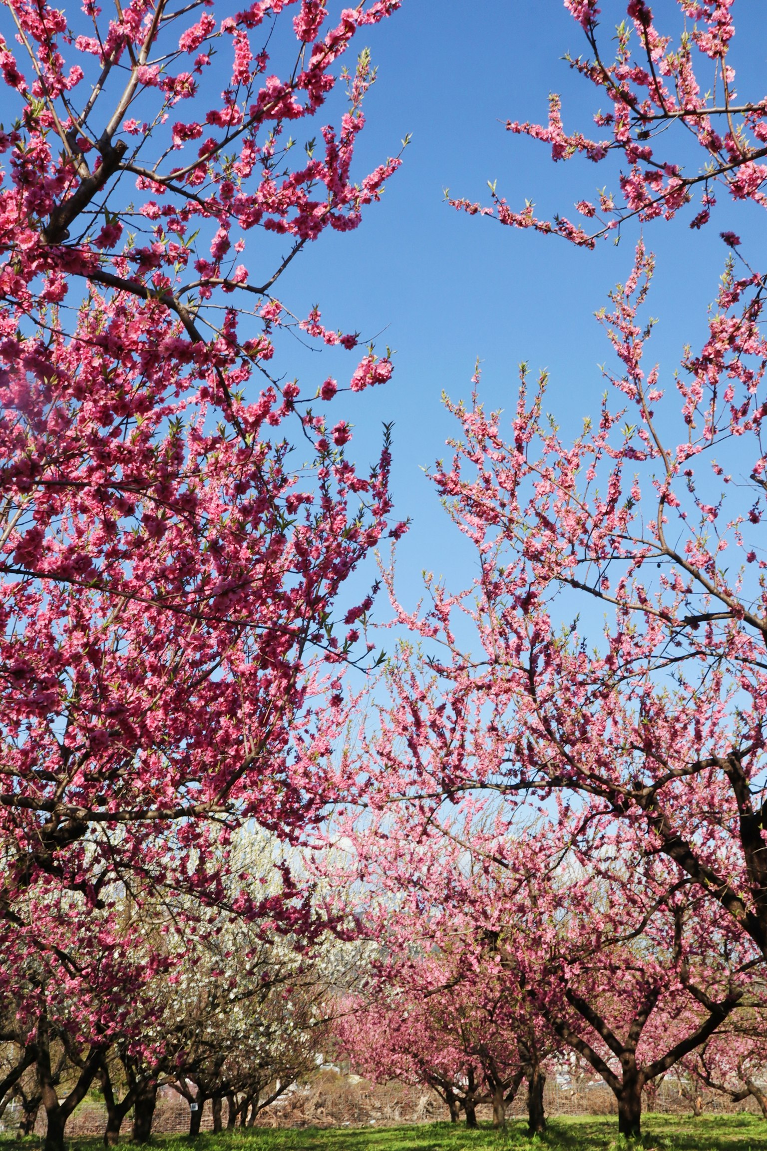 Alberi di ciliegio in fiore sotto un cielo blu chiaro
