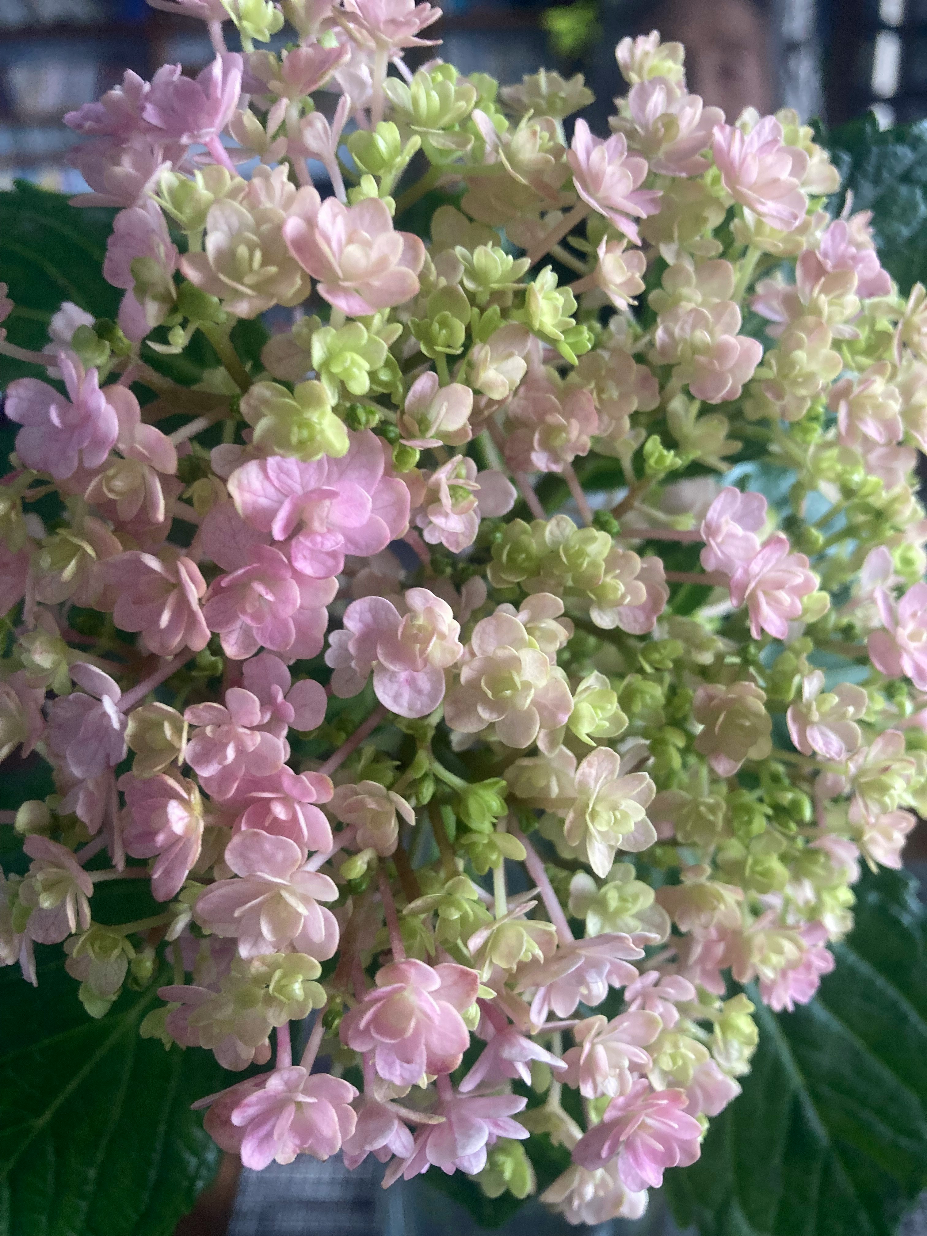 紫陽花の花房のクローズアップ