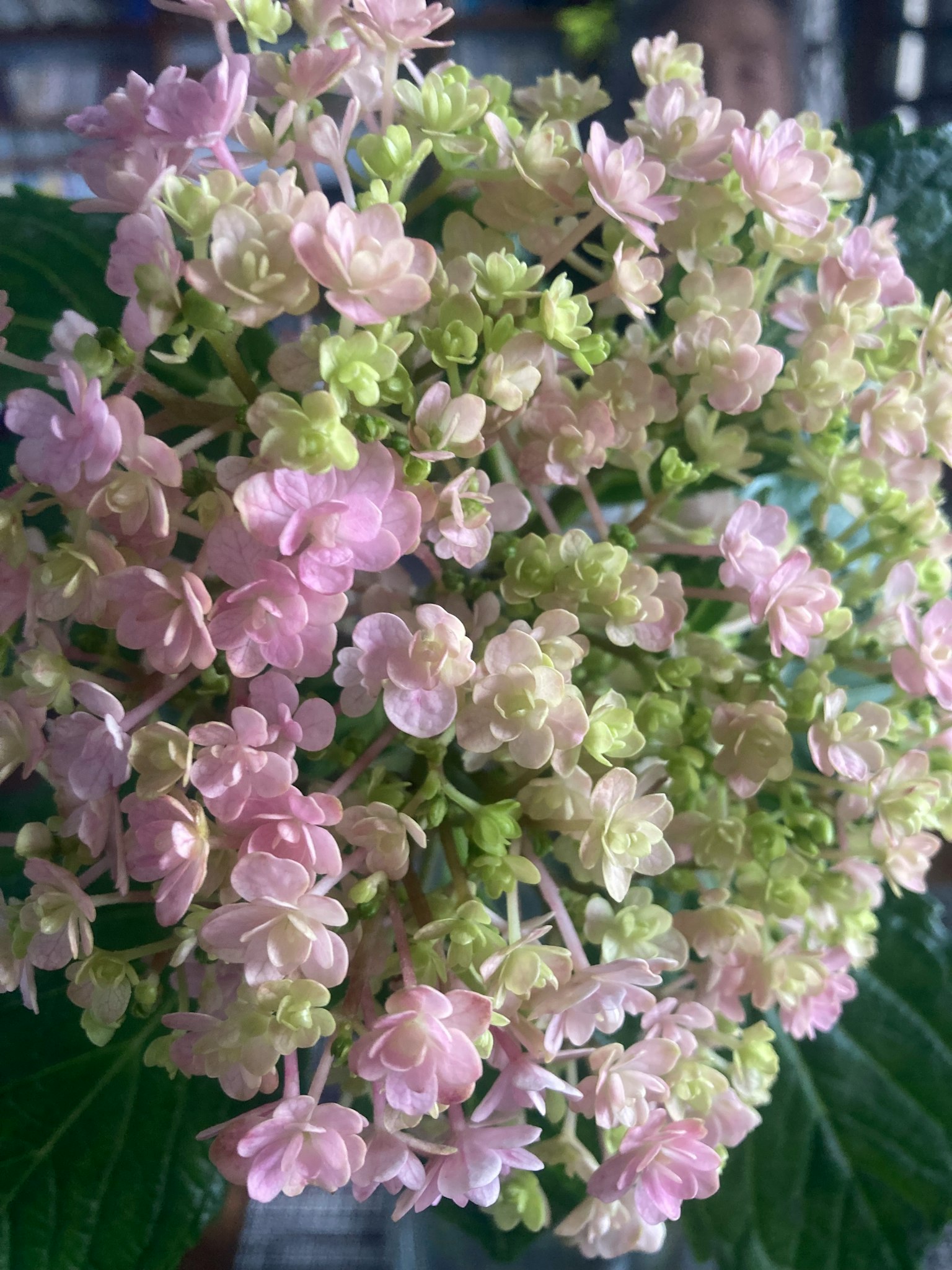 Raggruppamento di fiori delicati rosa e verde