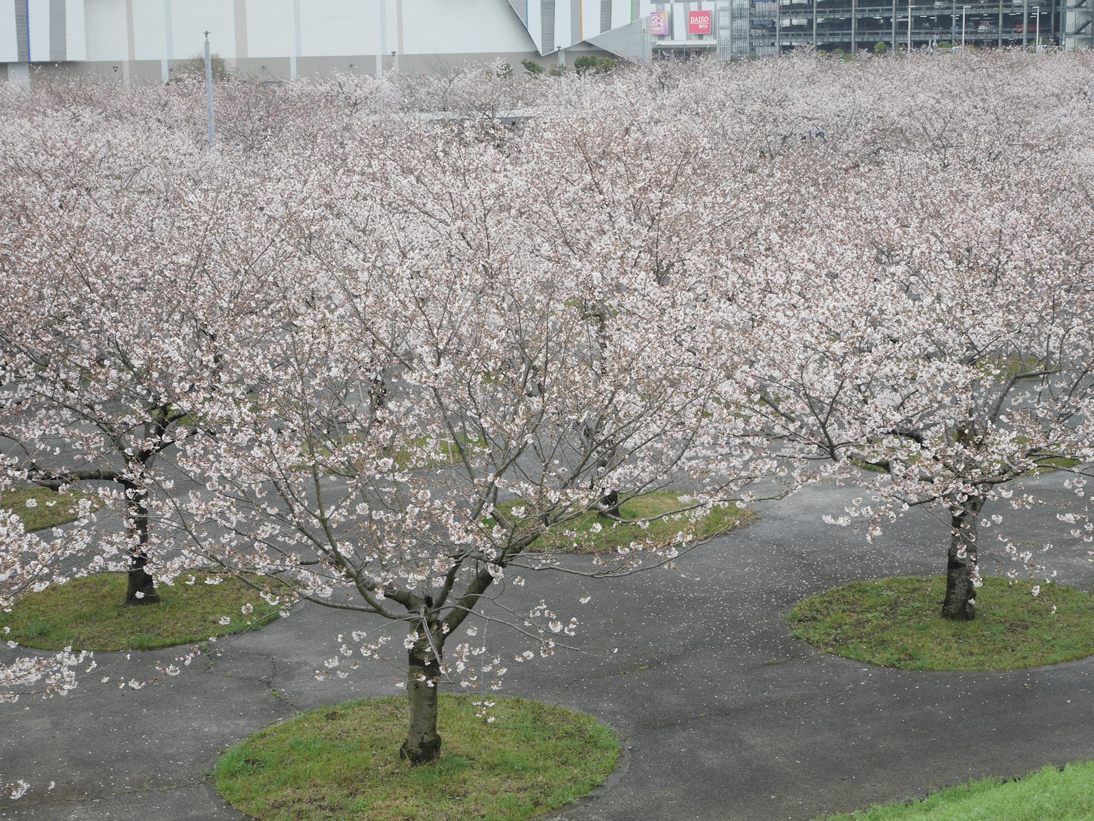 Cherry blossom trees in bloom in a park setting