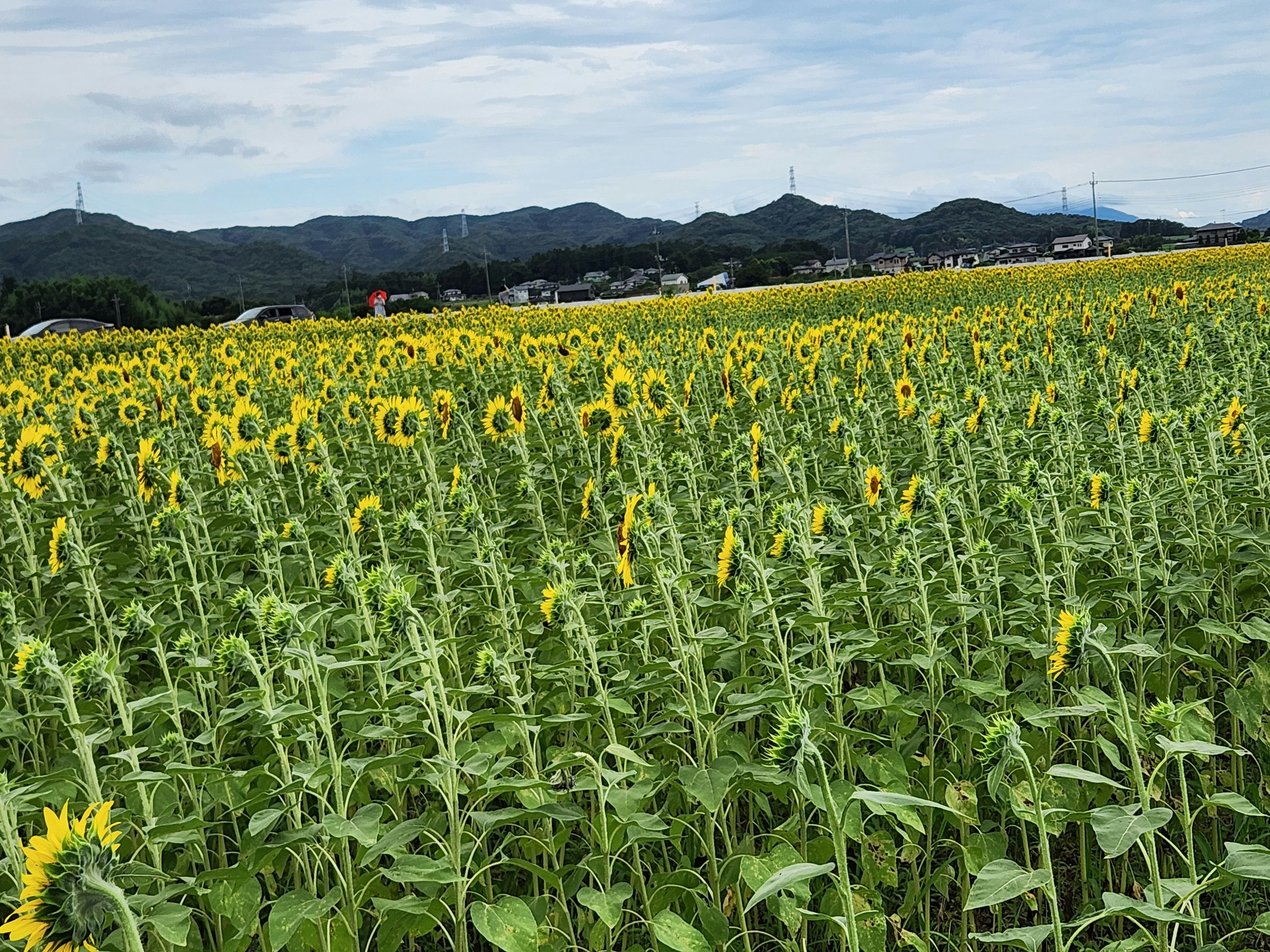 Sunflower field with distant mountain ridges