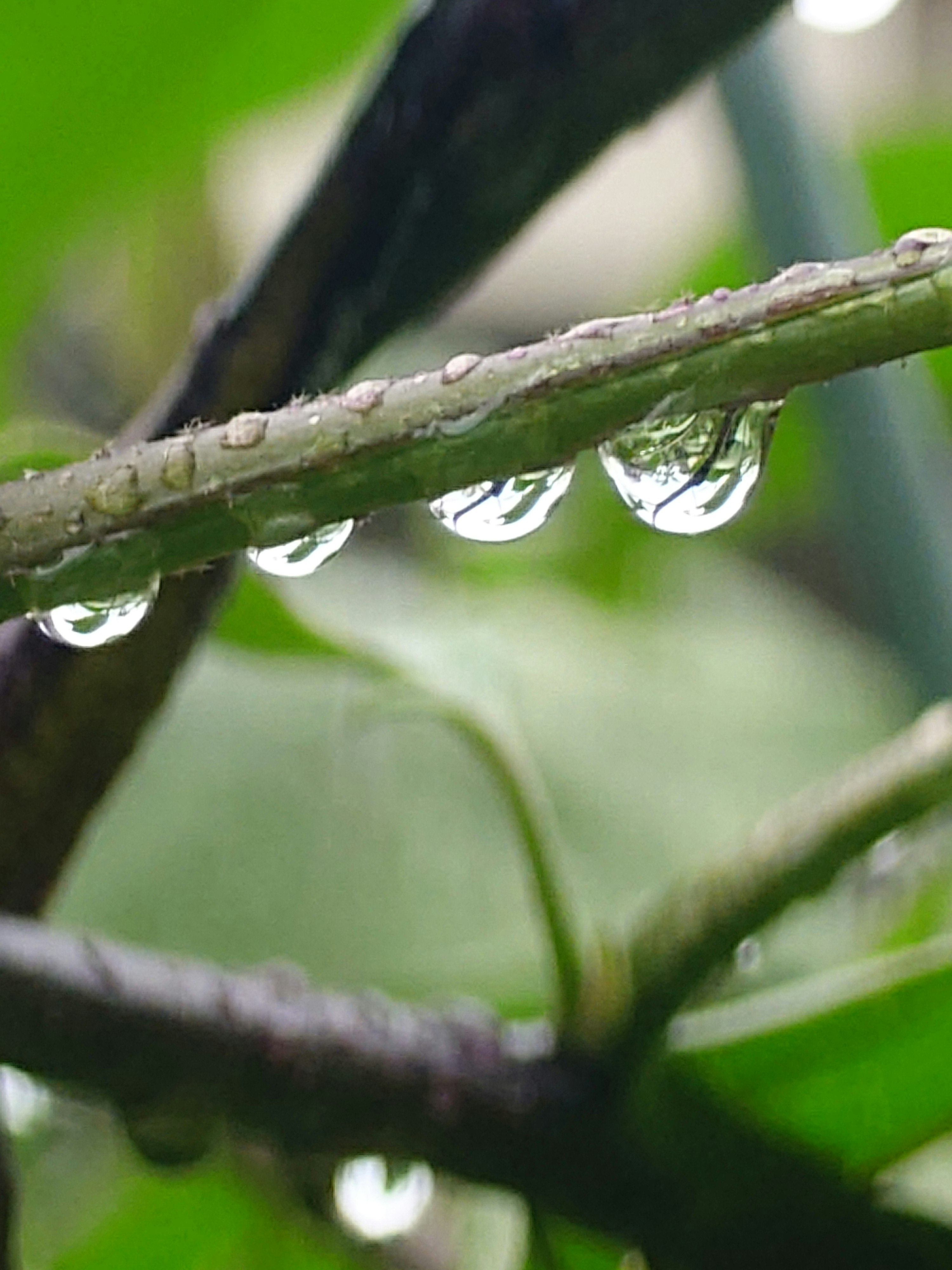 雨粒がついた枝のクローズアップ