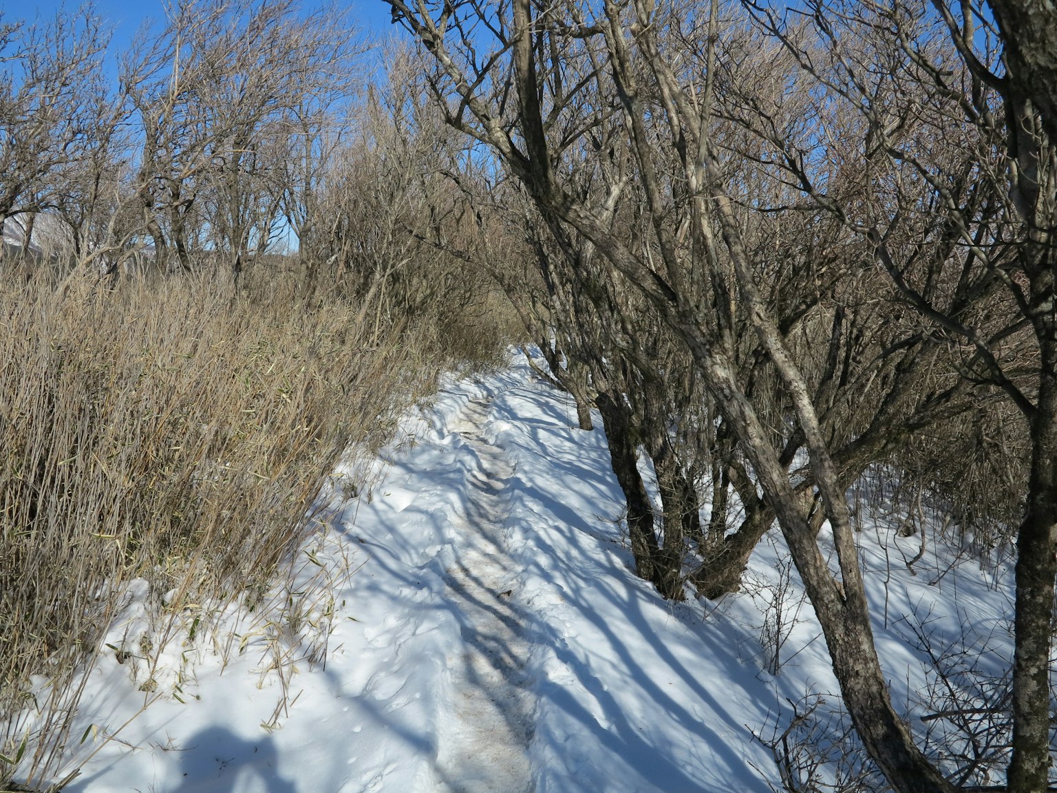 被雪覆盖的小道和树影的冬季景观