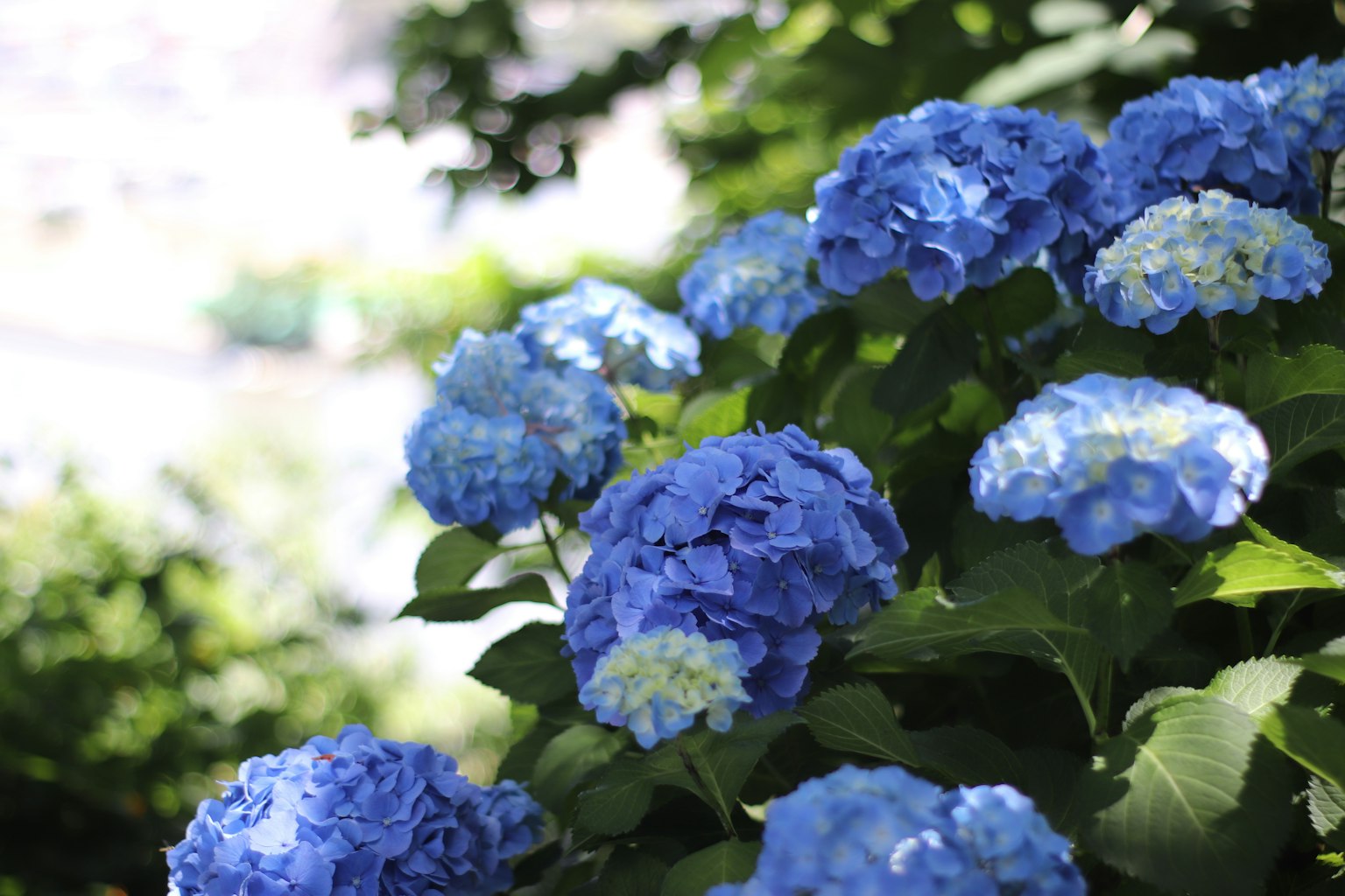 Un grupo de flores de hortensia azules vibrantes en un jardín