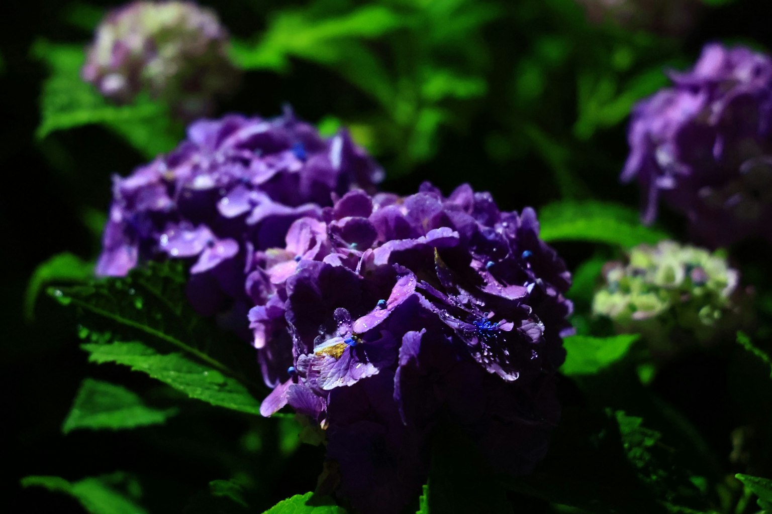 Primo piano di fiori di ortensia viola con foglie verdi