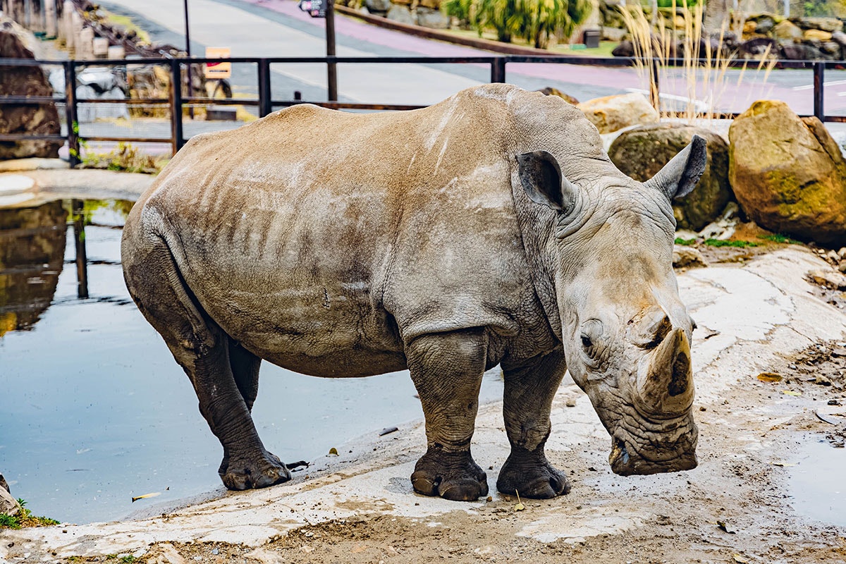 outdoor rhino exhibit area at Nanjing Baibian Adventure World