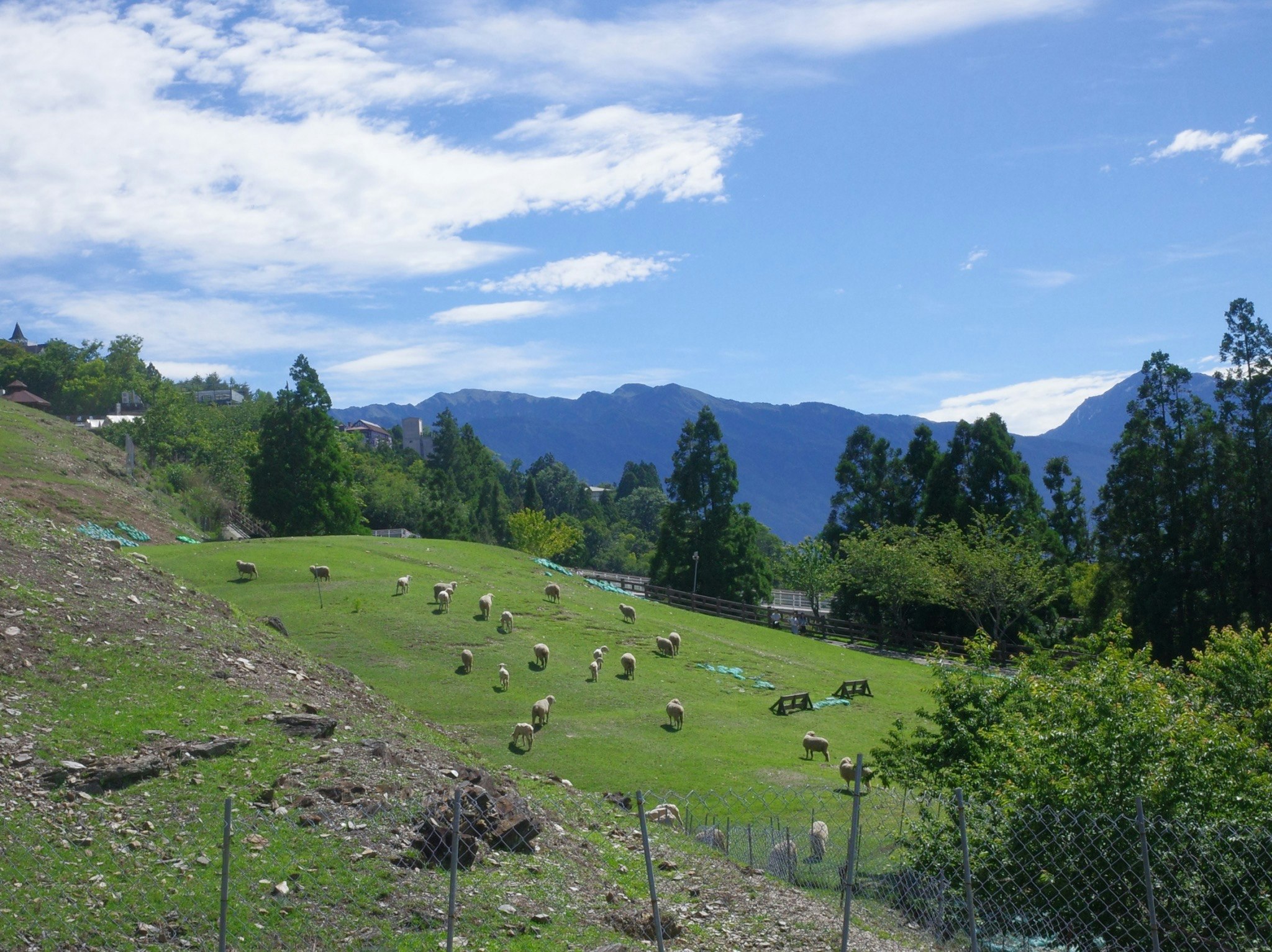 清境農場の緑の牧草地で放牧される羊と山並みの風景