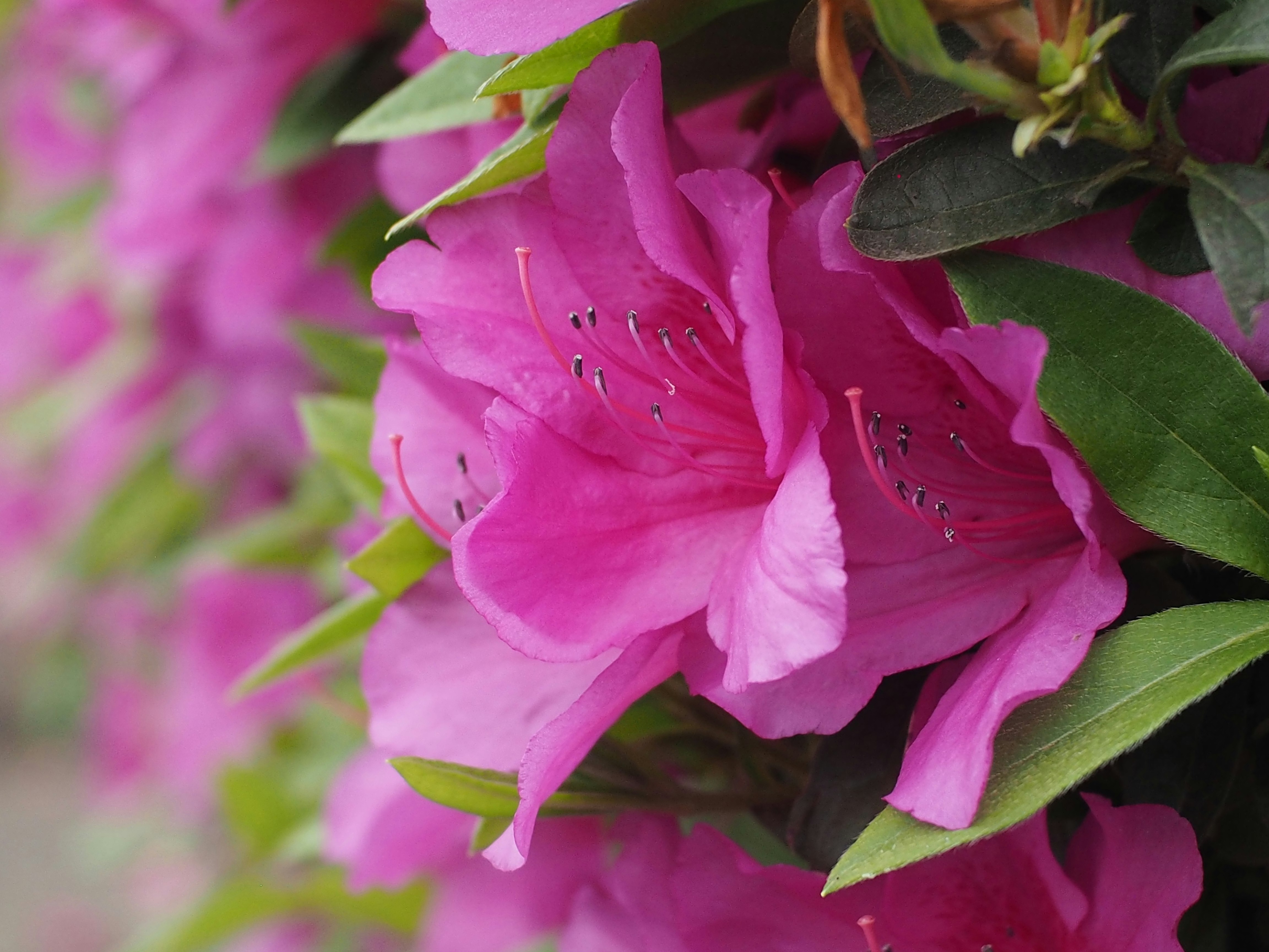 濃いピンクのツツジの花と葉のクローズアップ