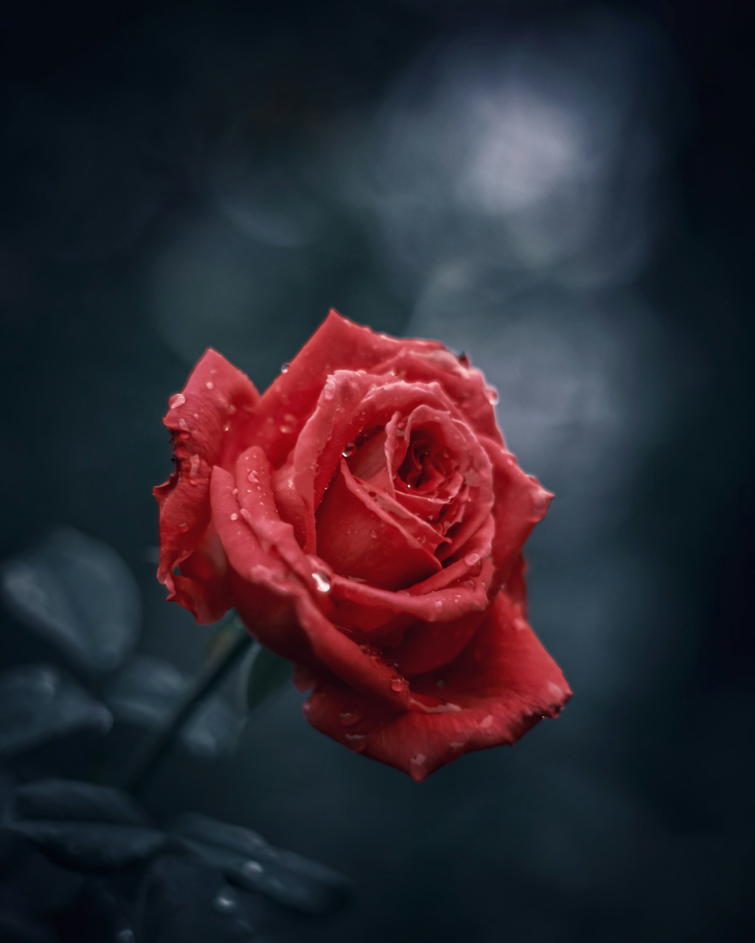 rosa rossa vivace con gocce su sfondo scuro