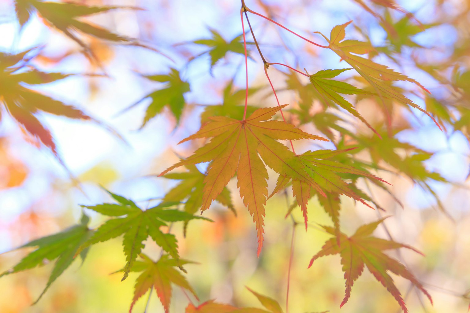 Colorful maple leaves with a blurred background