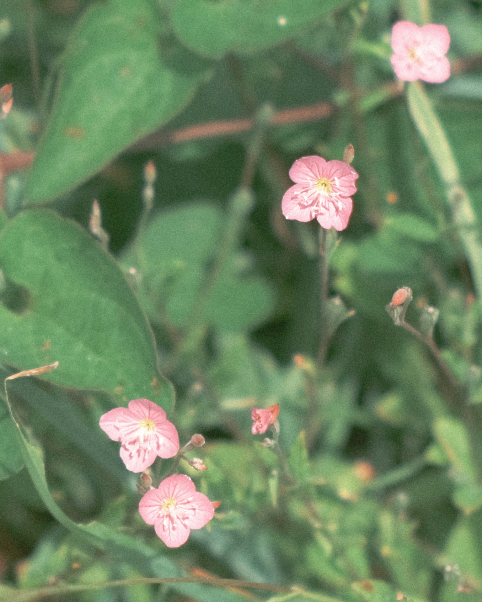 Small pink flowers blooming among green leaves