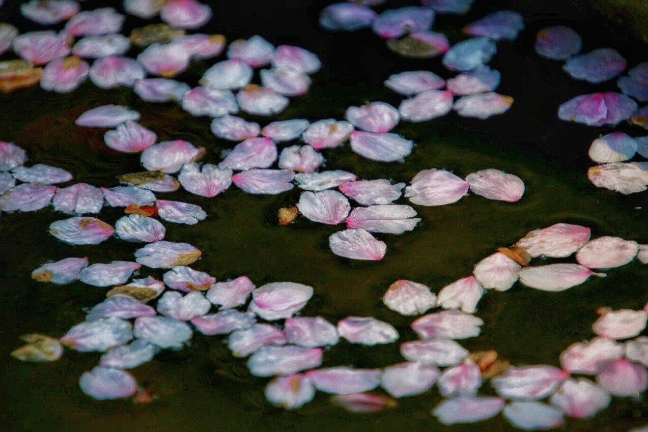 水面に浮かぶ桜の花びらとフロート