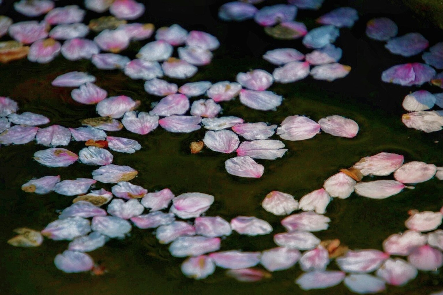 Un gruppo di petali di ciliegio che galleggiano sull'acqua in tonalità di rosa e bianco