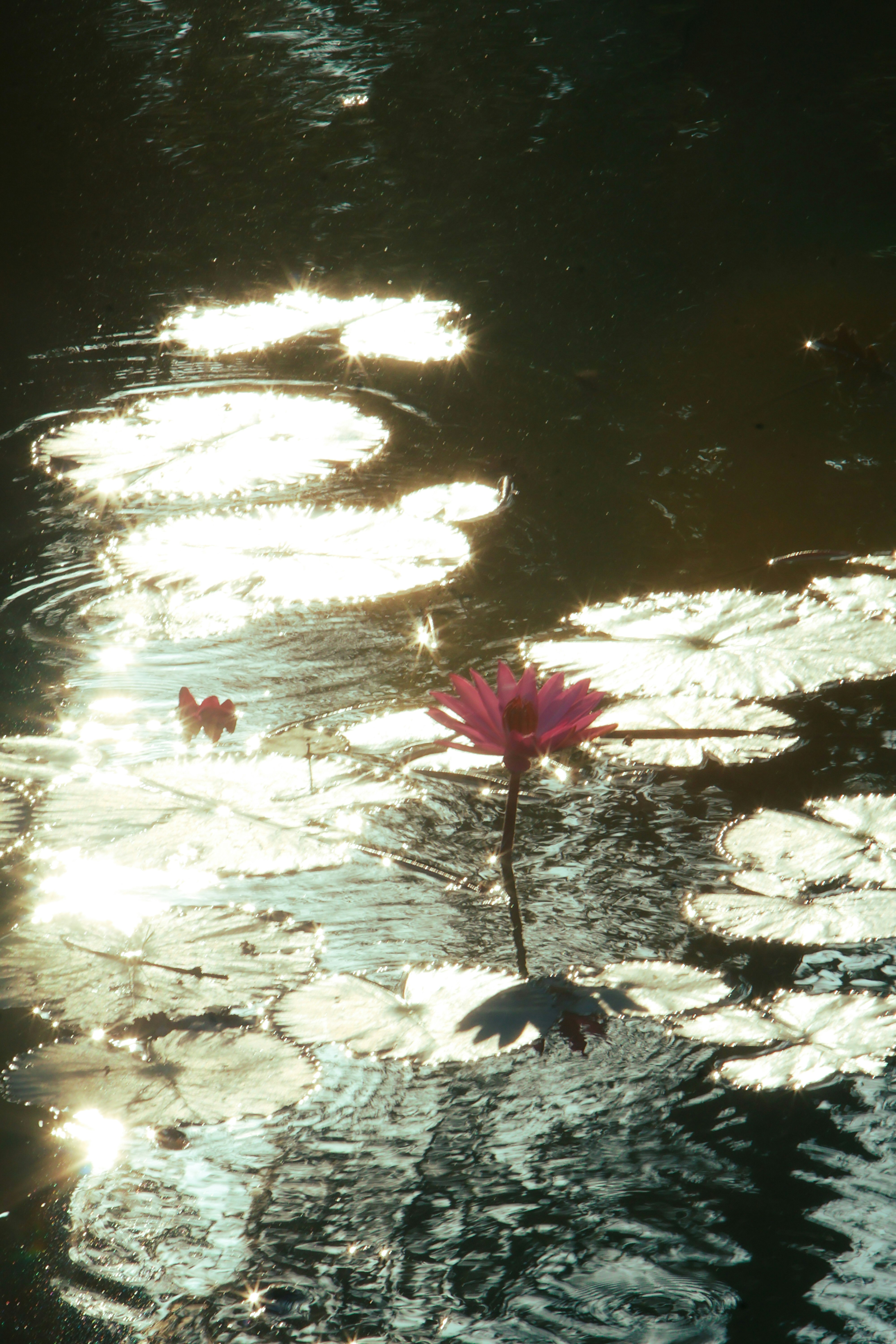 riflessi di luce sull’acqua mossa con piccole piante