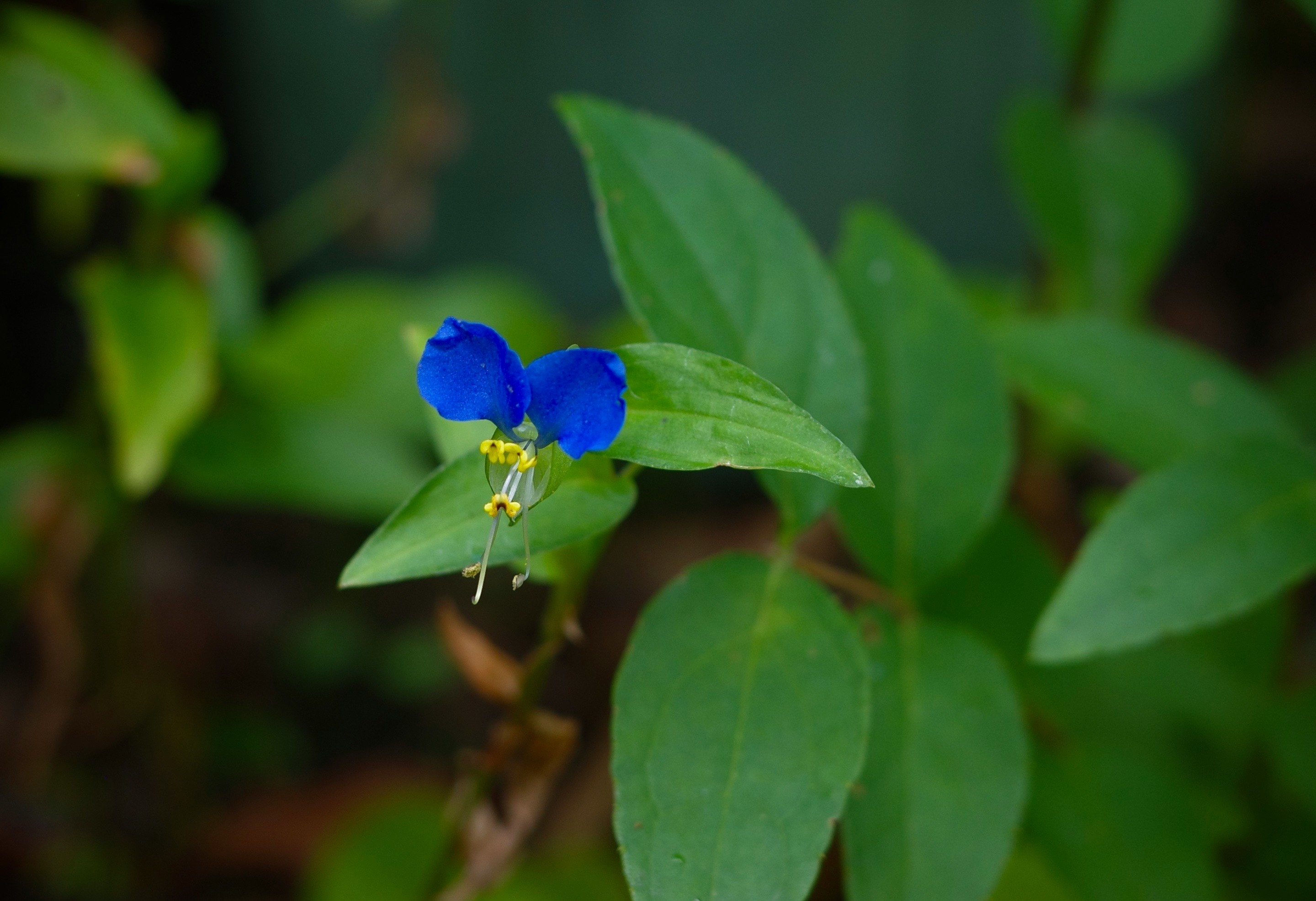 露草（ツユクサ）と蛍草の青い花が葉の間に咲く