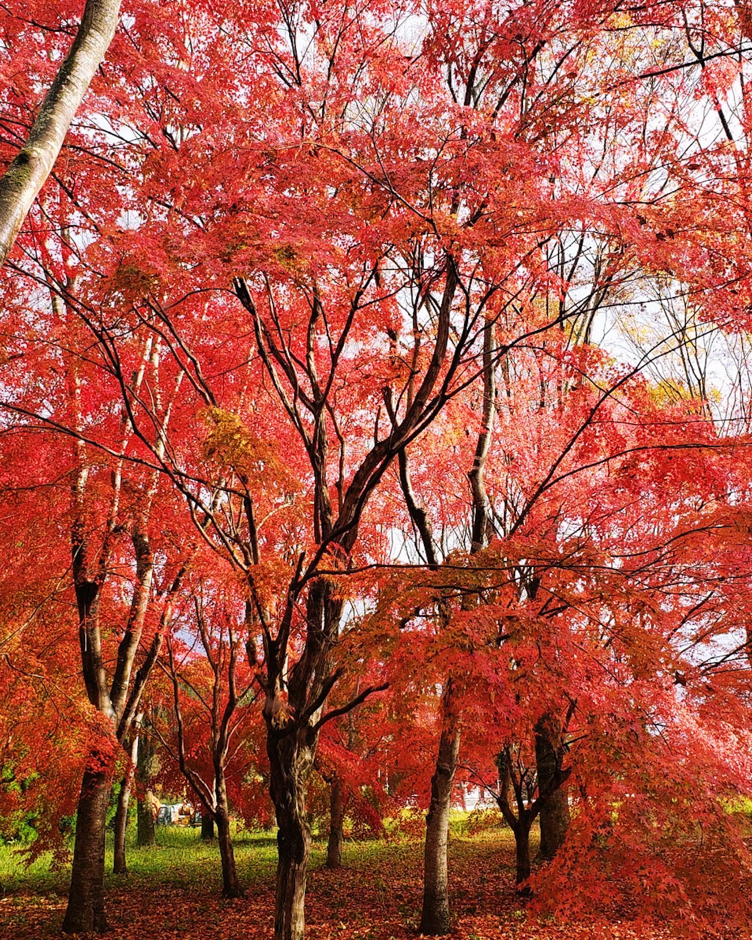 ทิวทัศน์ฤดูใบไม้ร่วงที่สวยงามพร้อมต้นไม้ที่ปกคลุมด้วยใบไม้สีแดงสด