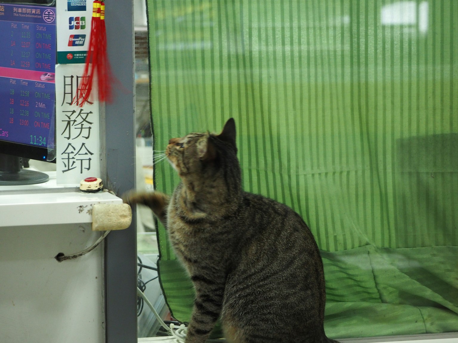一只猫在绿色窗帘前看着一个显示器