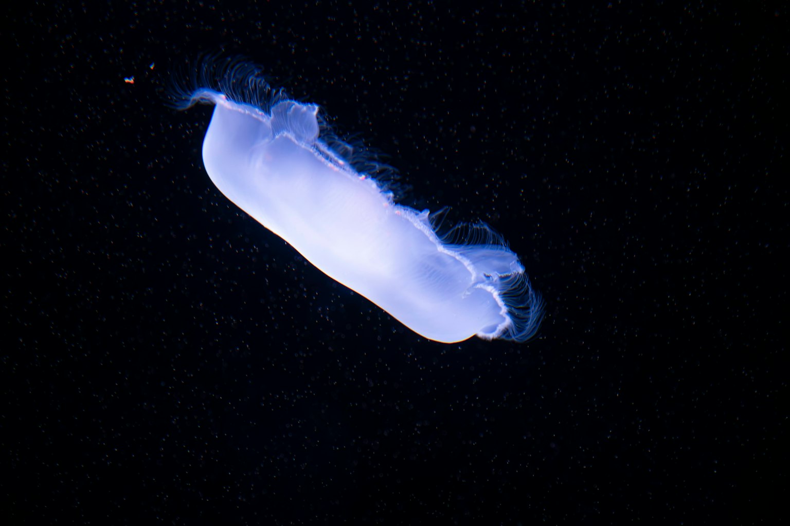 Une créature semblable à une méduse bioluminescente flottant sur un fond sombre