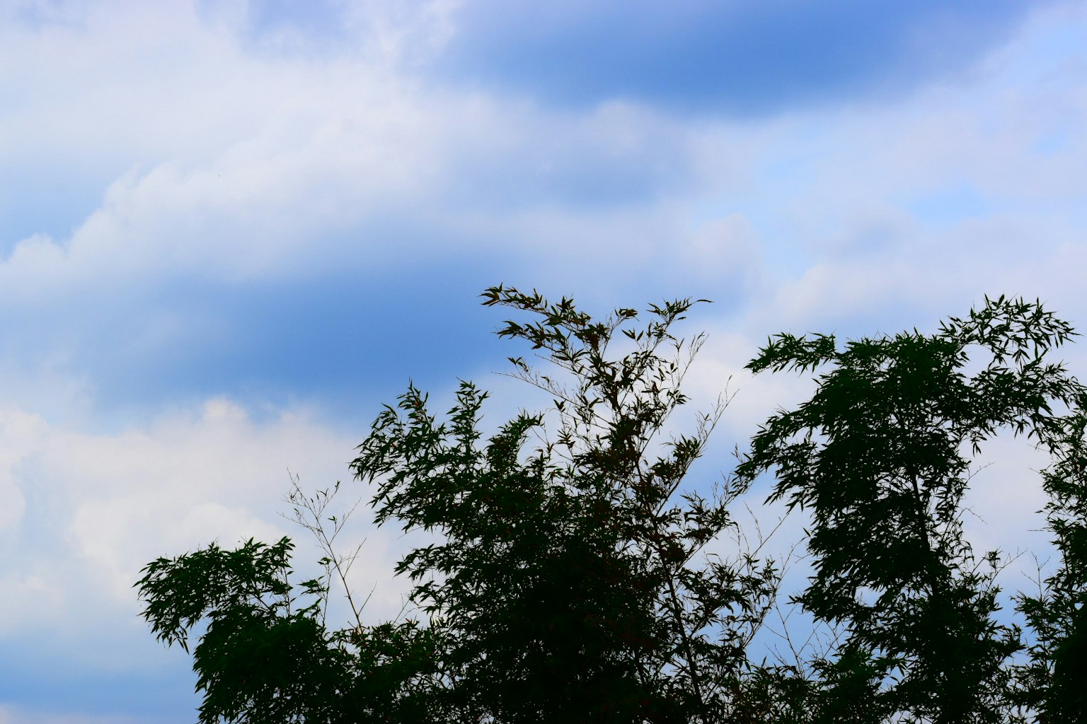 Silueta de árboles verdes contra un cielo azul con nubes