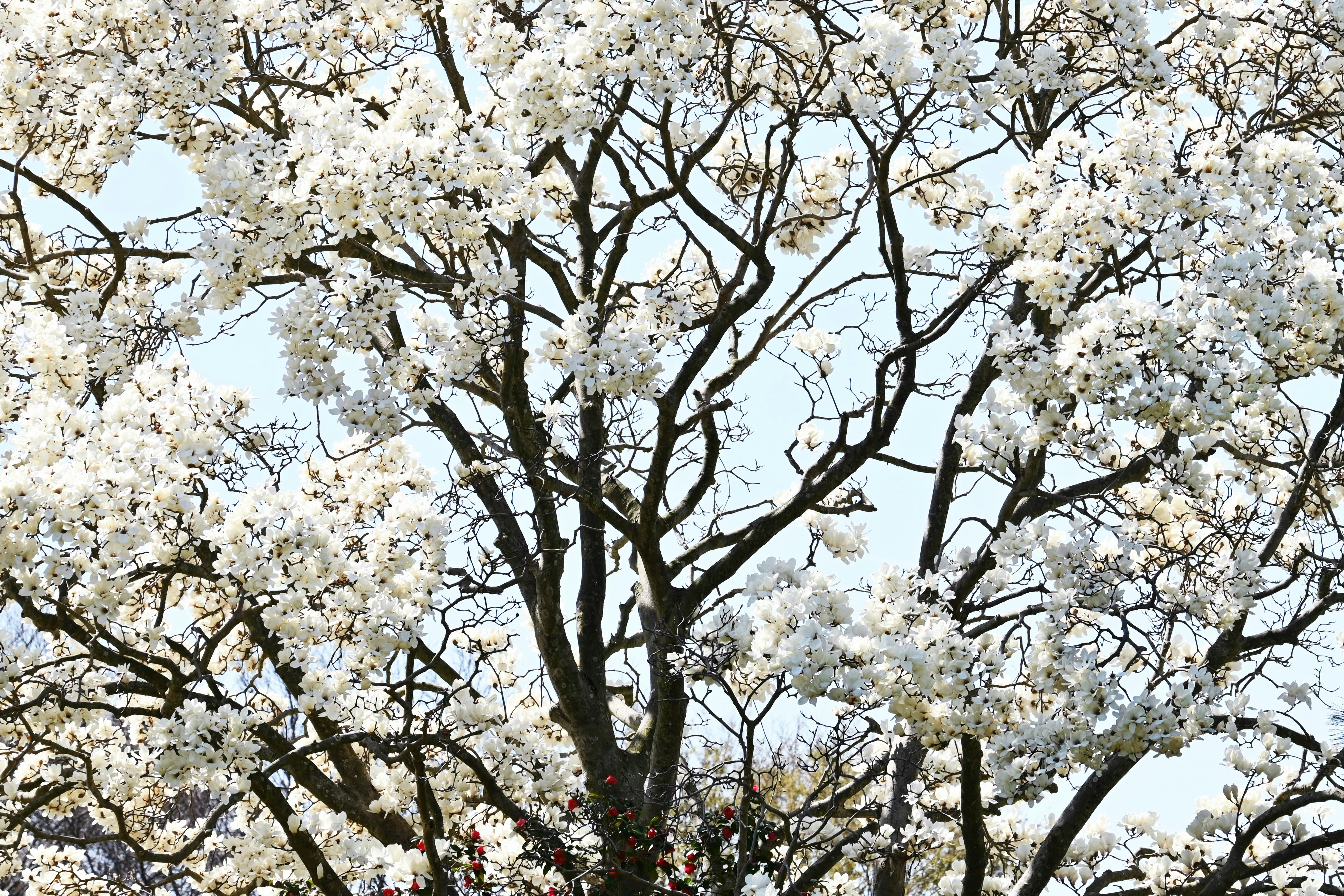 満開の桜の花が枝いっぱいに咲く空の下