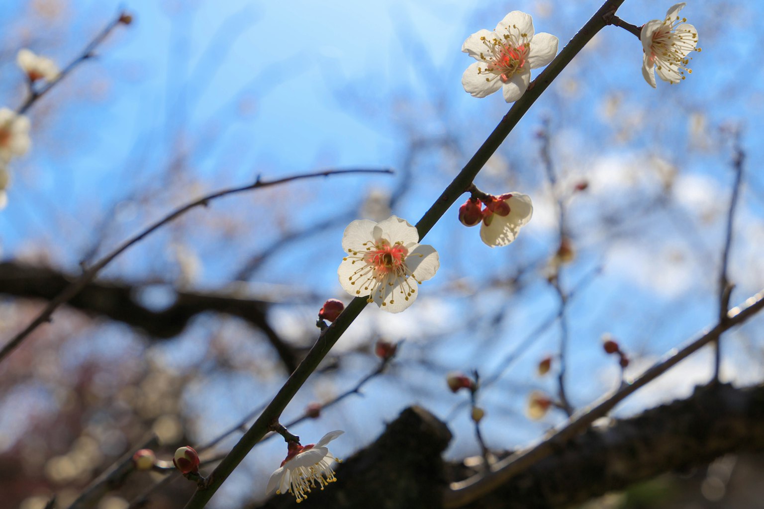 蓝天下白梅花和树枝的特写