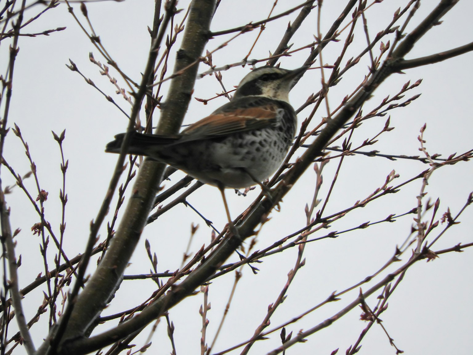 Oiseau perché sur une branche avec des feuilles clairsemées