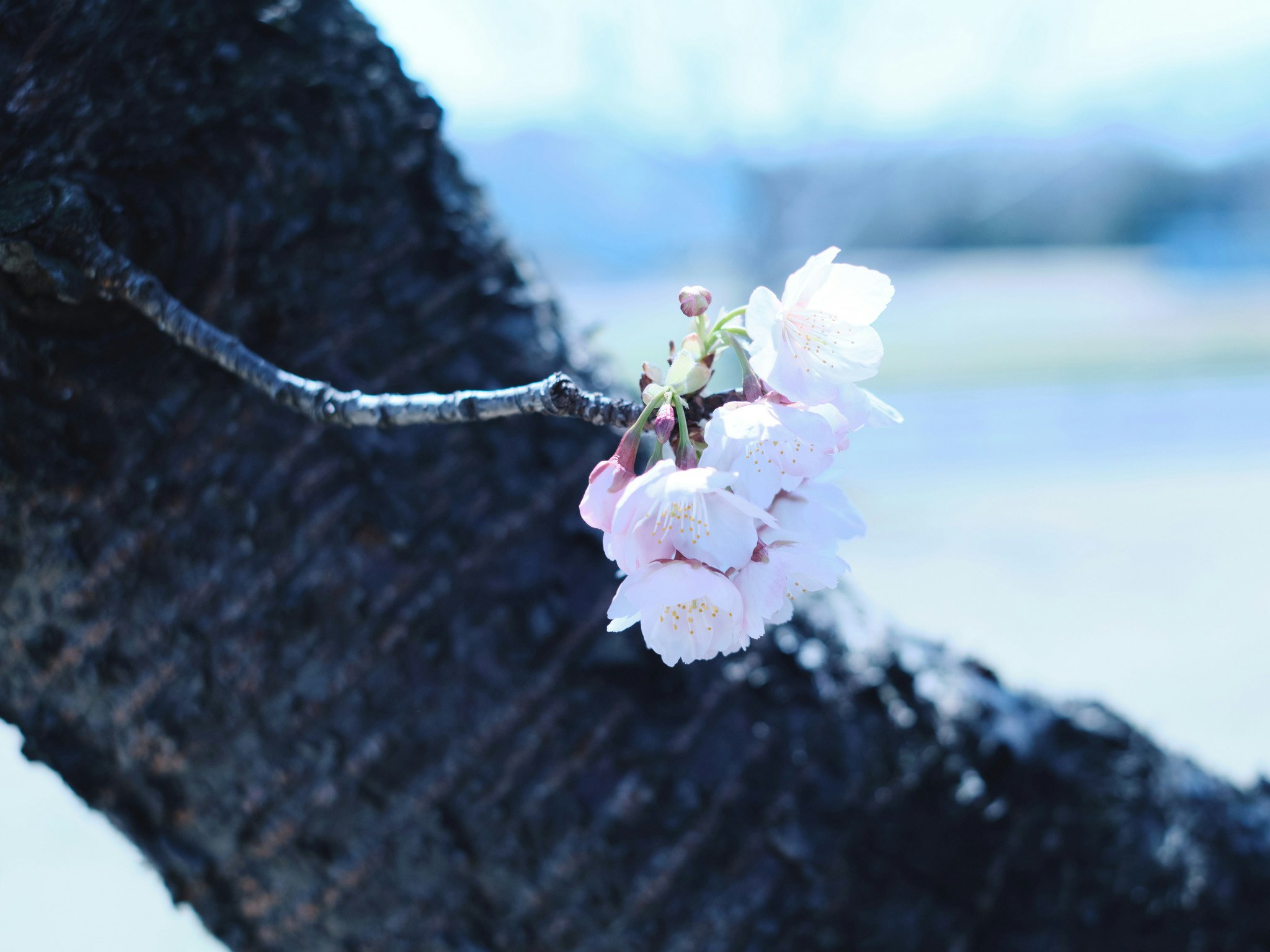 黒い枝に咲く桜の花