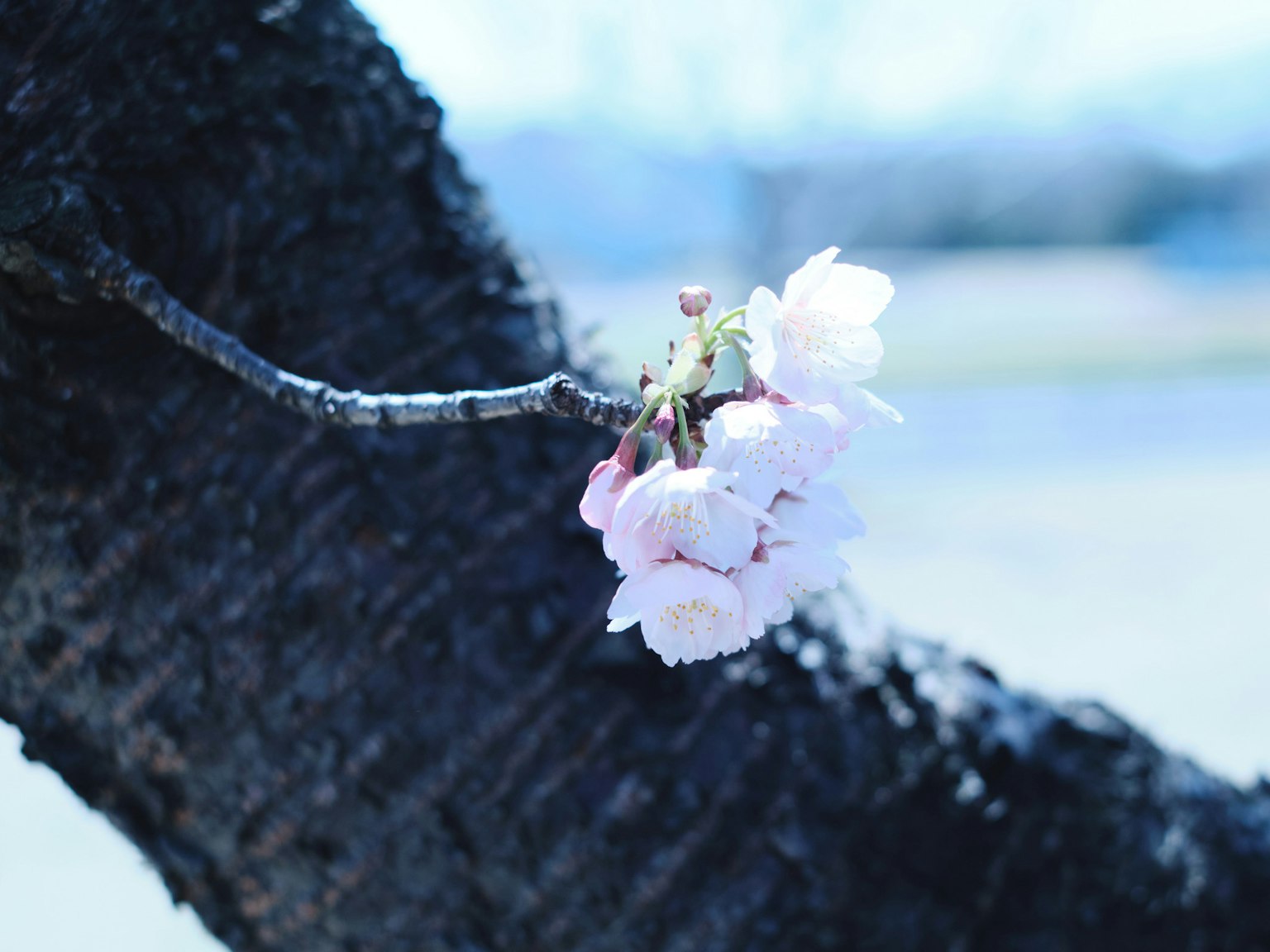 Acercamiento de flores de cerezo en una rama