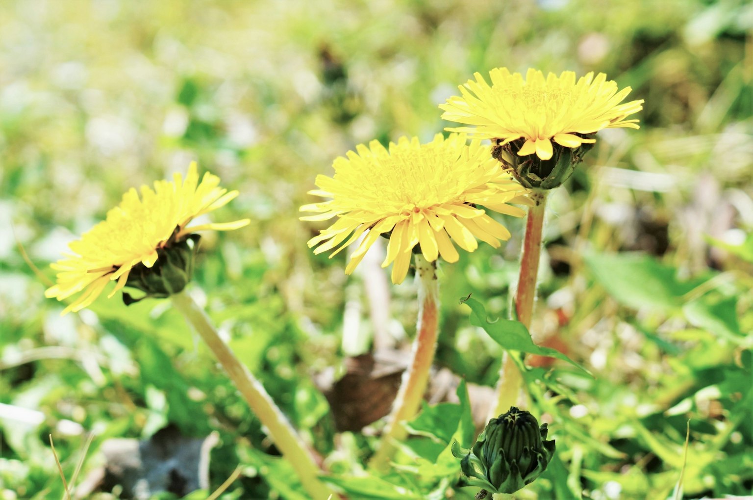 Tiga bunga dandelion kuning mekar di antara rumput hijau