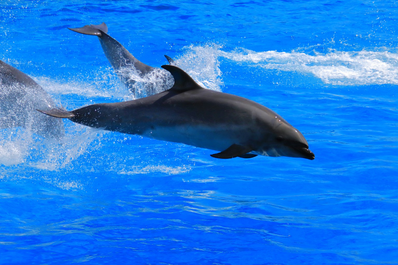 Dauphin sautant dans l'eau bleue vibrante