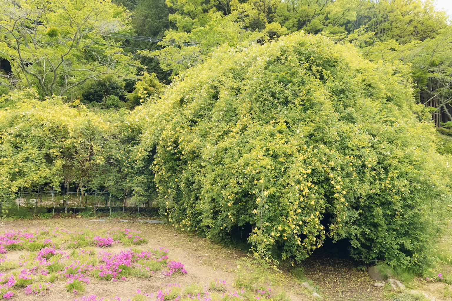 Lush green tree with vibrant flowers in the foreground