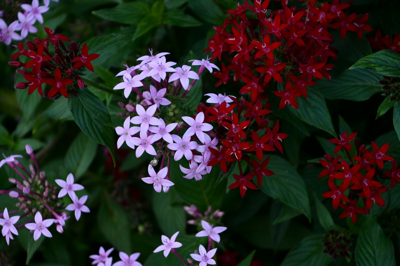 Una bellissima scena di giardino con fiori rossi e rosa