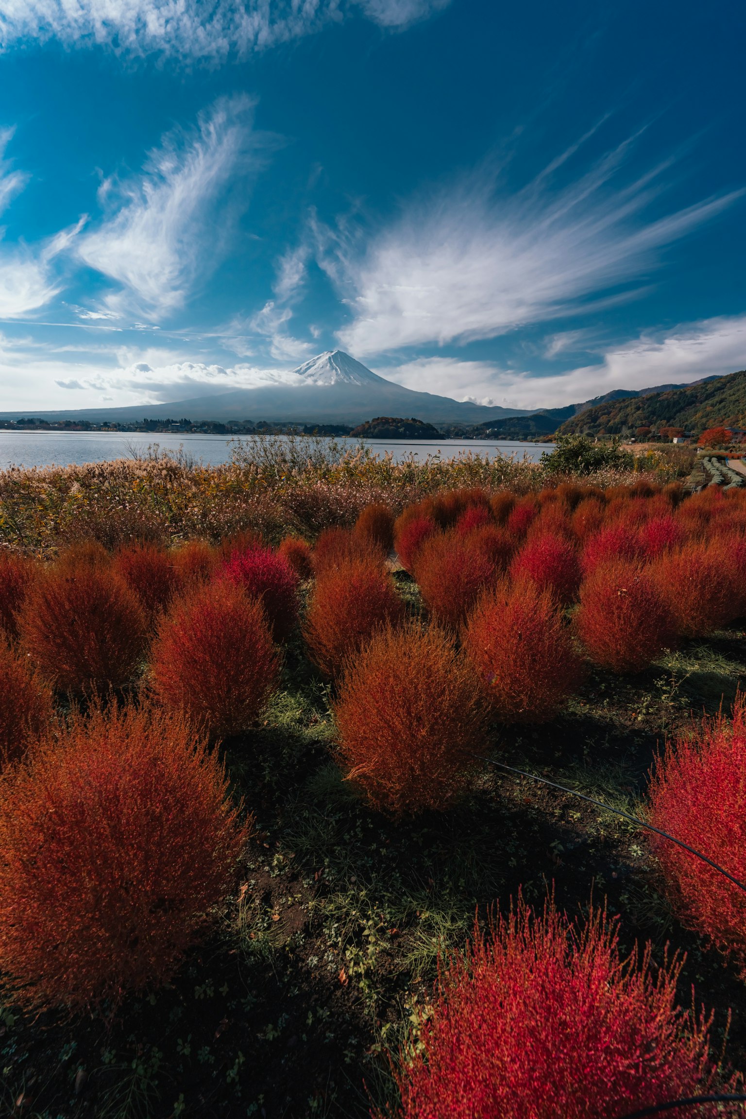 Landschaft mit roten Pflanzen im Vordergrund und dem Fuji im Hintergrund