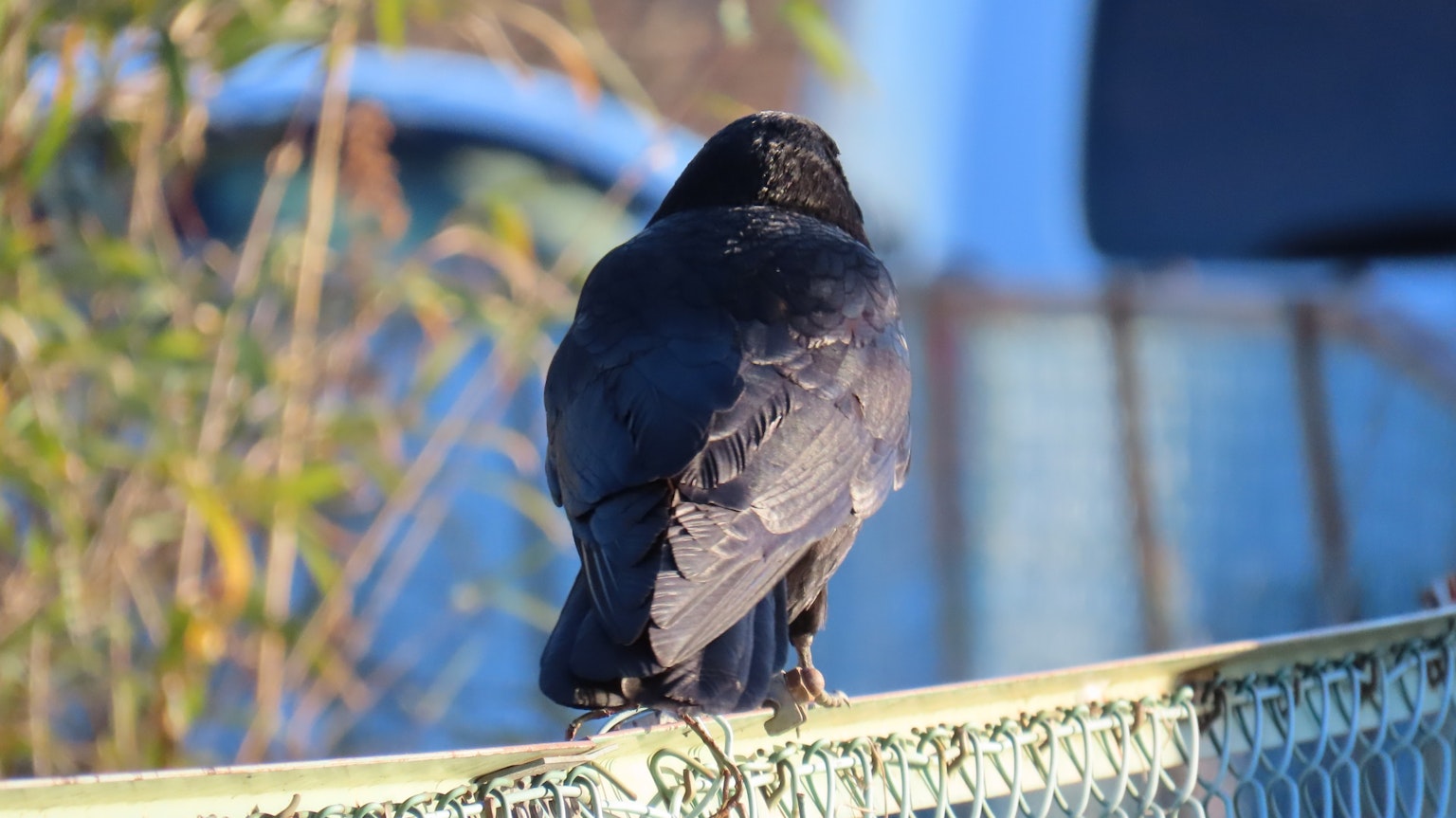 A black crow perched on a fence seen from the back