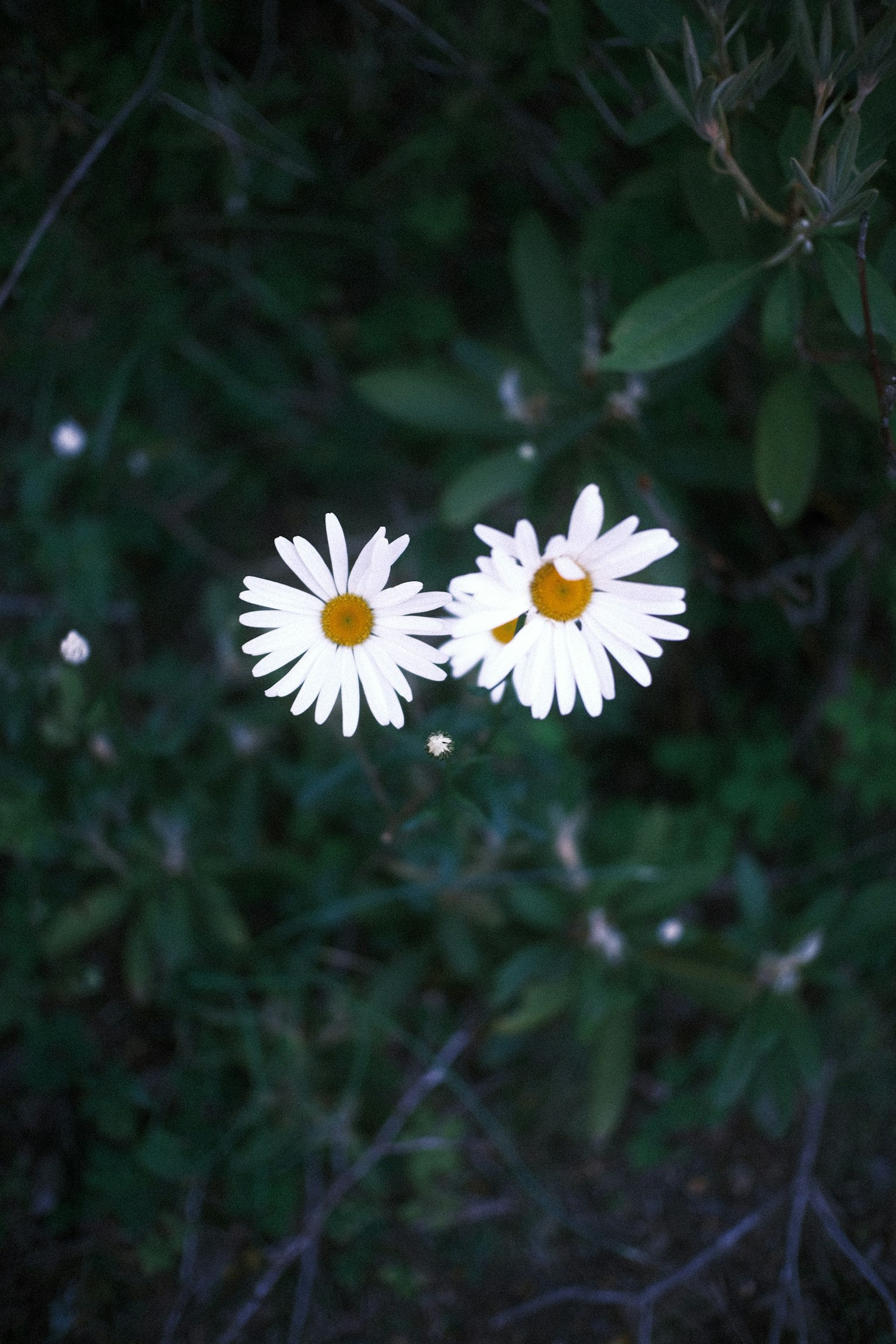 Deux marguerites blanches avec des centres jaunes sur un fond vert foncé