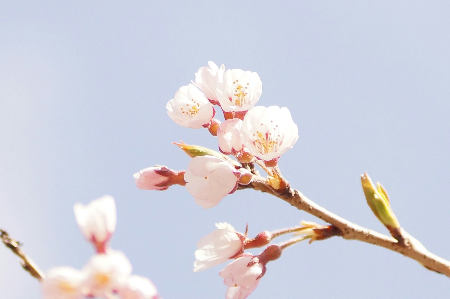 Kedekatan bunga sakura di ranting dengan latar belakang langit biru