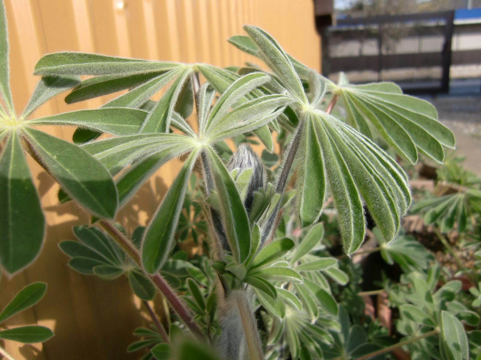 Primo piano di una pianta verde con foglie vivaci alla luce del sole