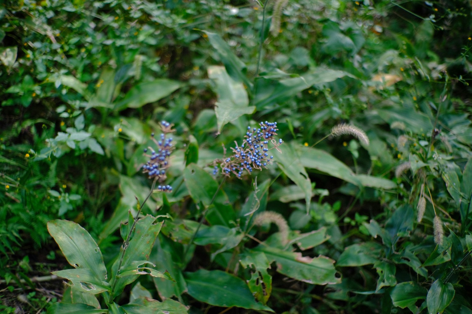 Fiori viola che sbocciano tra una folta vegetazione verde