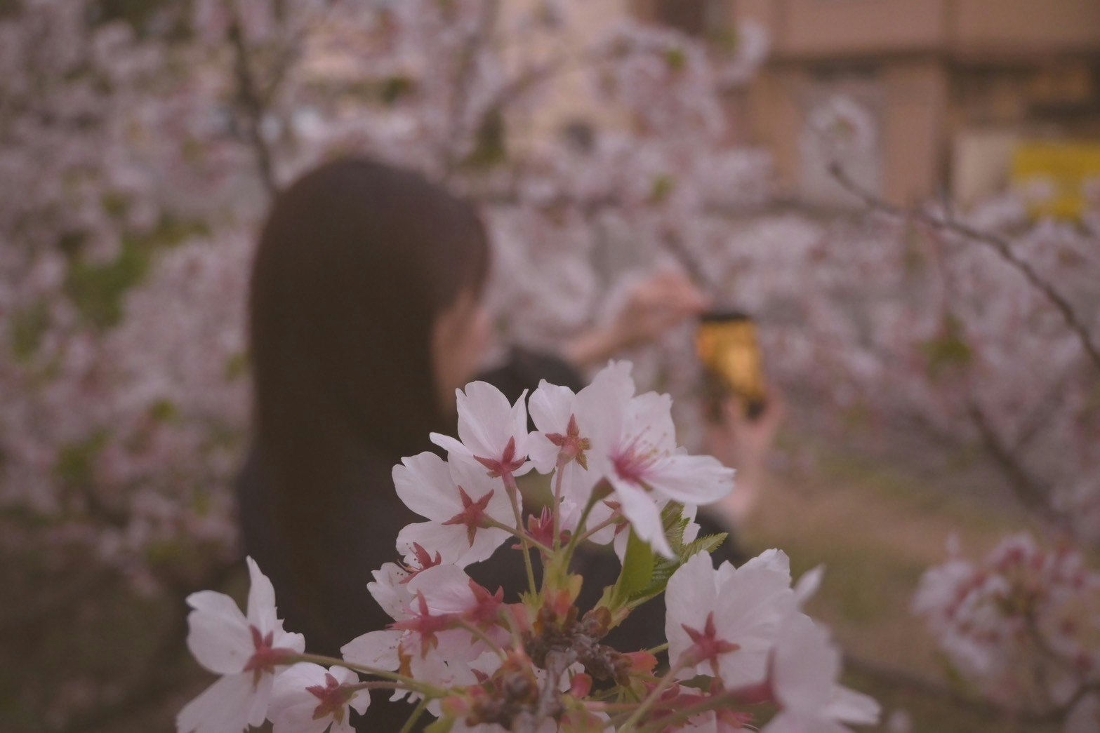 桜の花束と背景の花見客がぼけた春の庭の風景