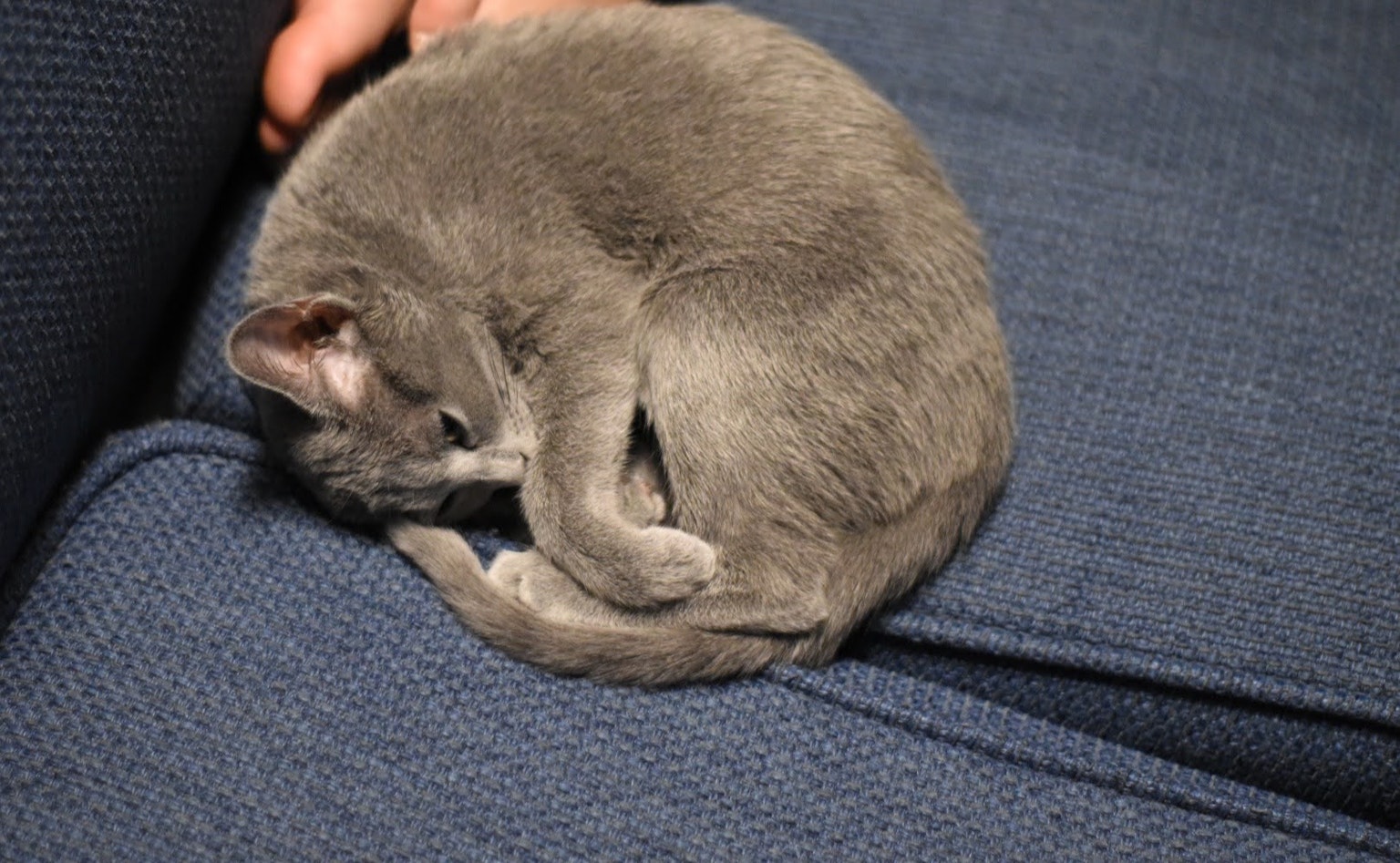 Un chat gris enroulé dormant sur un canapé